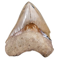 Large 5" Genuine Serrated Megalodon Shark Tooth from Indonesia in Display Box