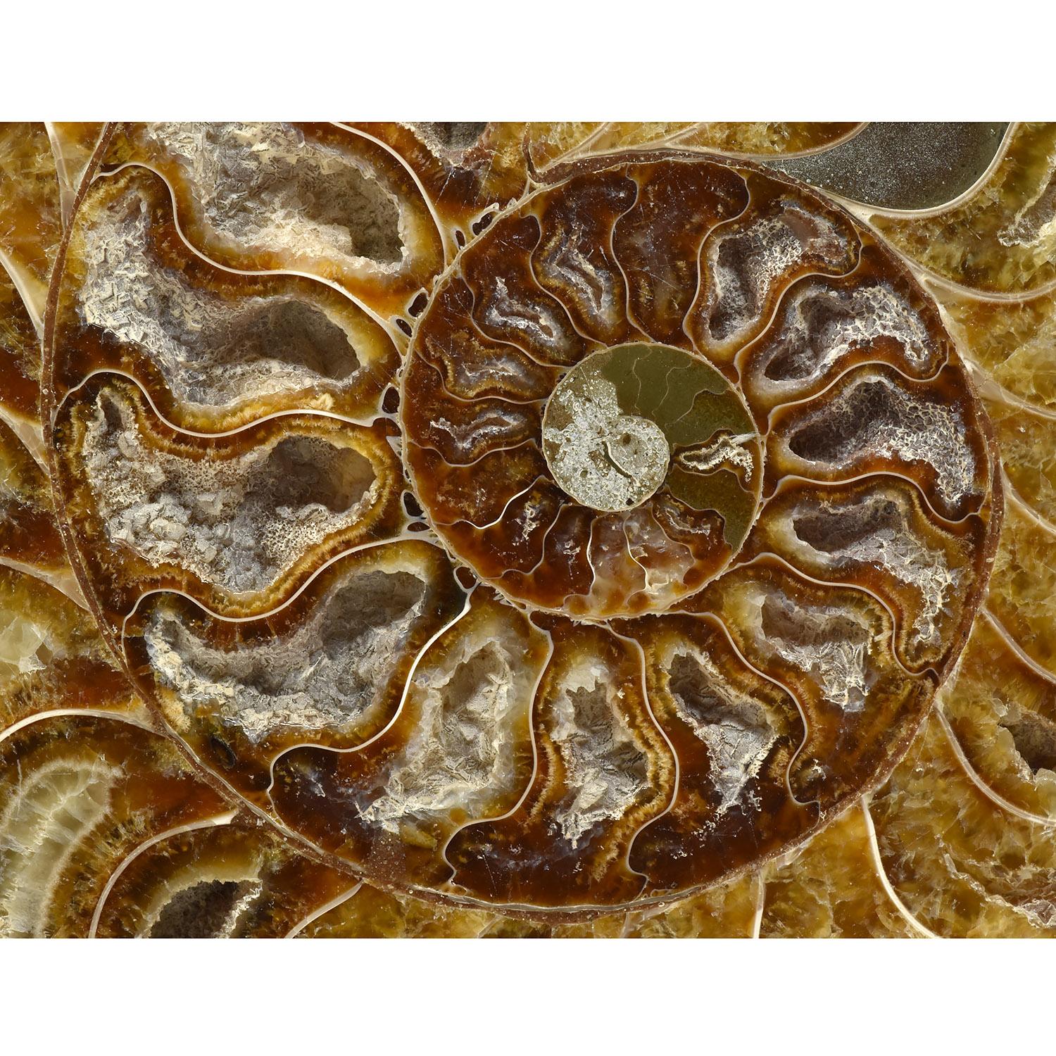 Large 8 Inch Ammonite Specimen Cut Polished and Mounted Fossil For Sale 1
