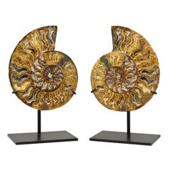 Großer 8 Zoll Ammonit-Exemplarschliff Polierter und montierter Fossil