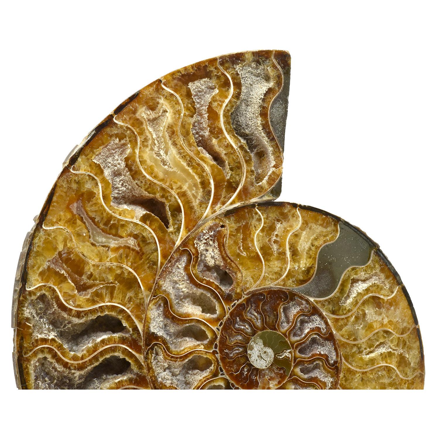 18th Century and Earlier Large 8 Inch Ammonite Specimen Cut Polished and Mounted Fossil For Sale