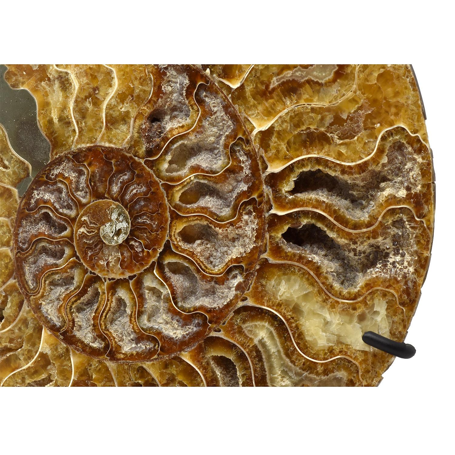 Stone Large 8 Inch Ammonite Specimen Cut Polished and Mounted Fossil For Sale