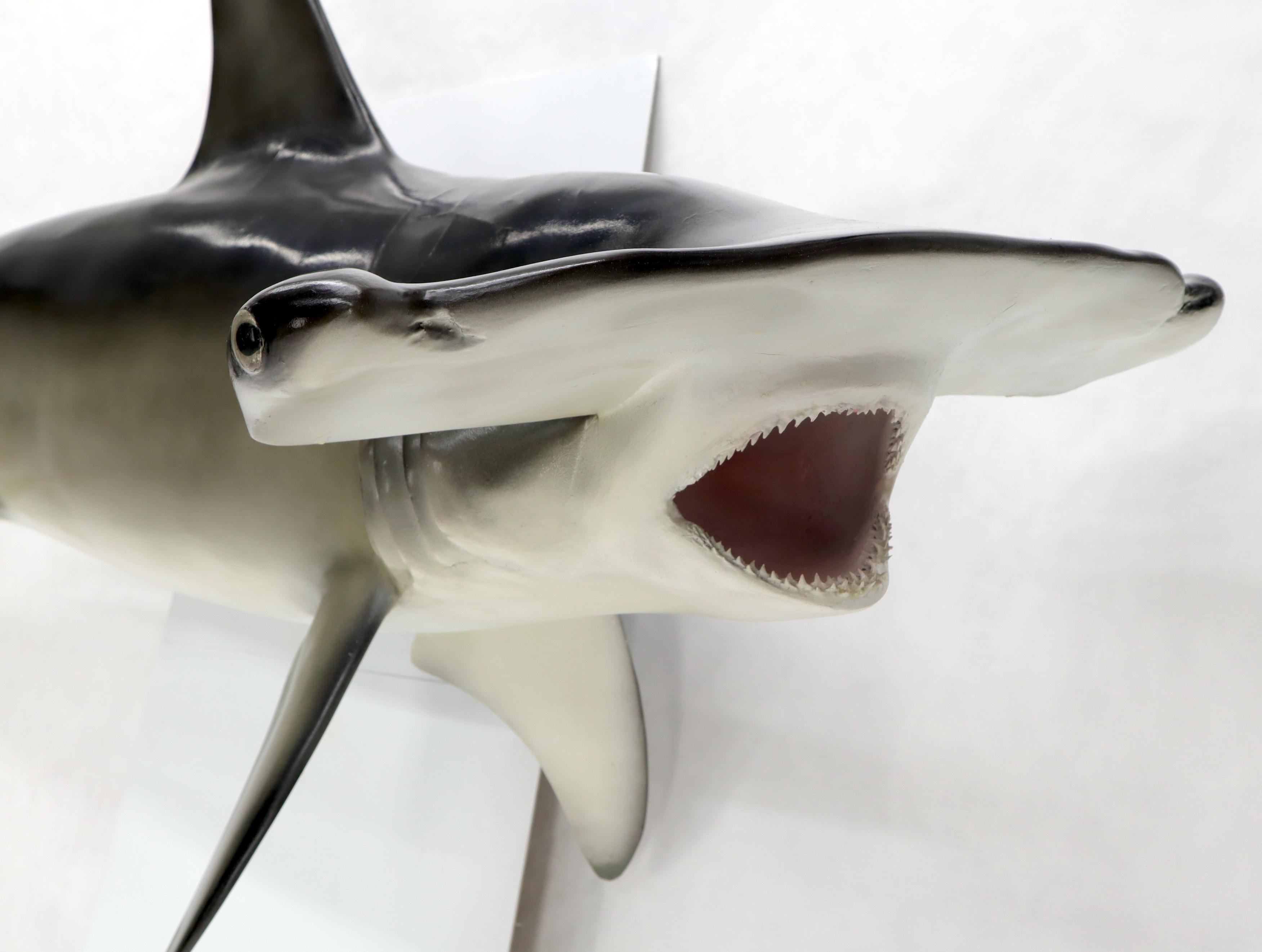 shark jaw wall mount