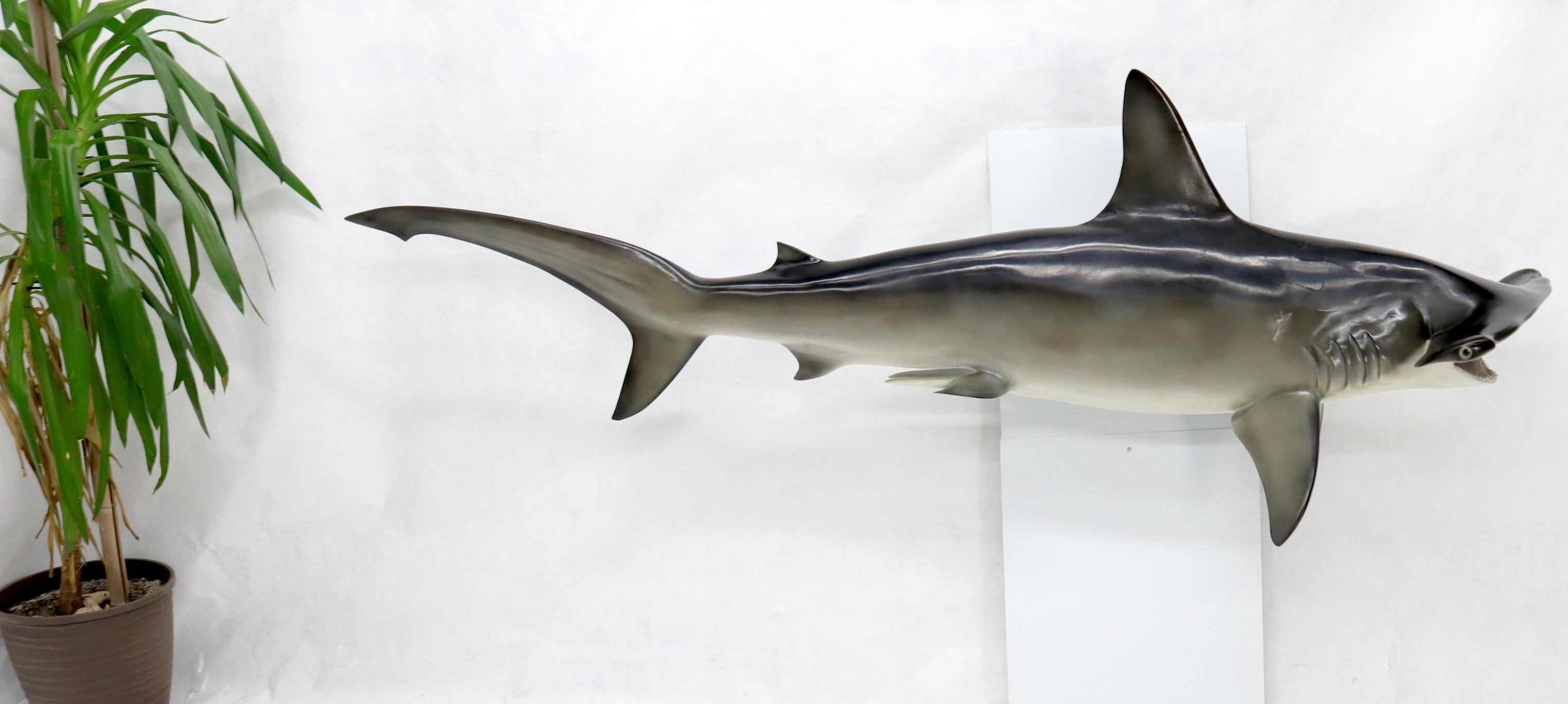 hammerhead shark wall mount