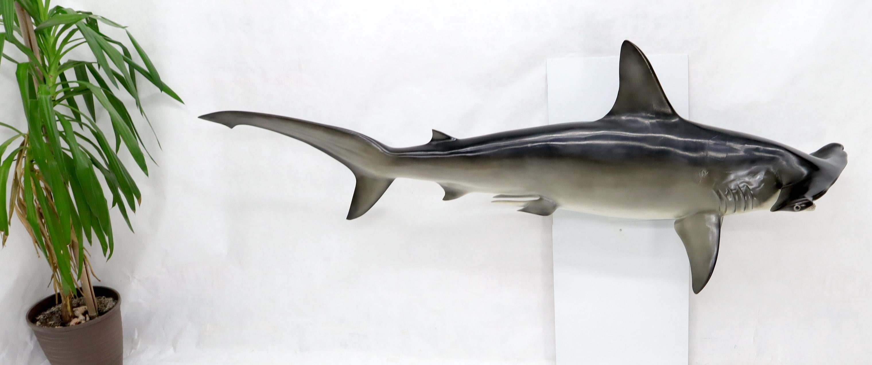 20ième siècle Grande sculpture murale longue suspendue de poisson de requin à tête de marteau avec de vrais dents de vache en vente