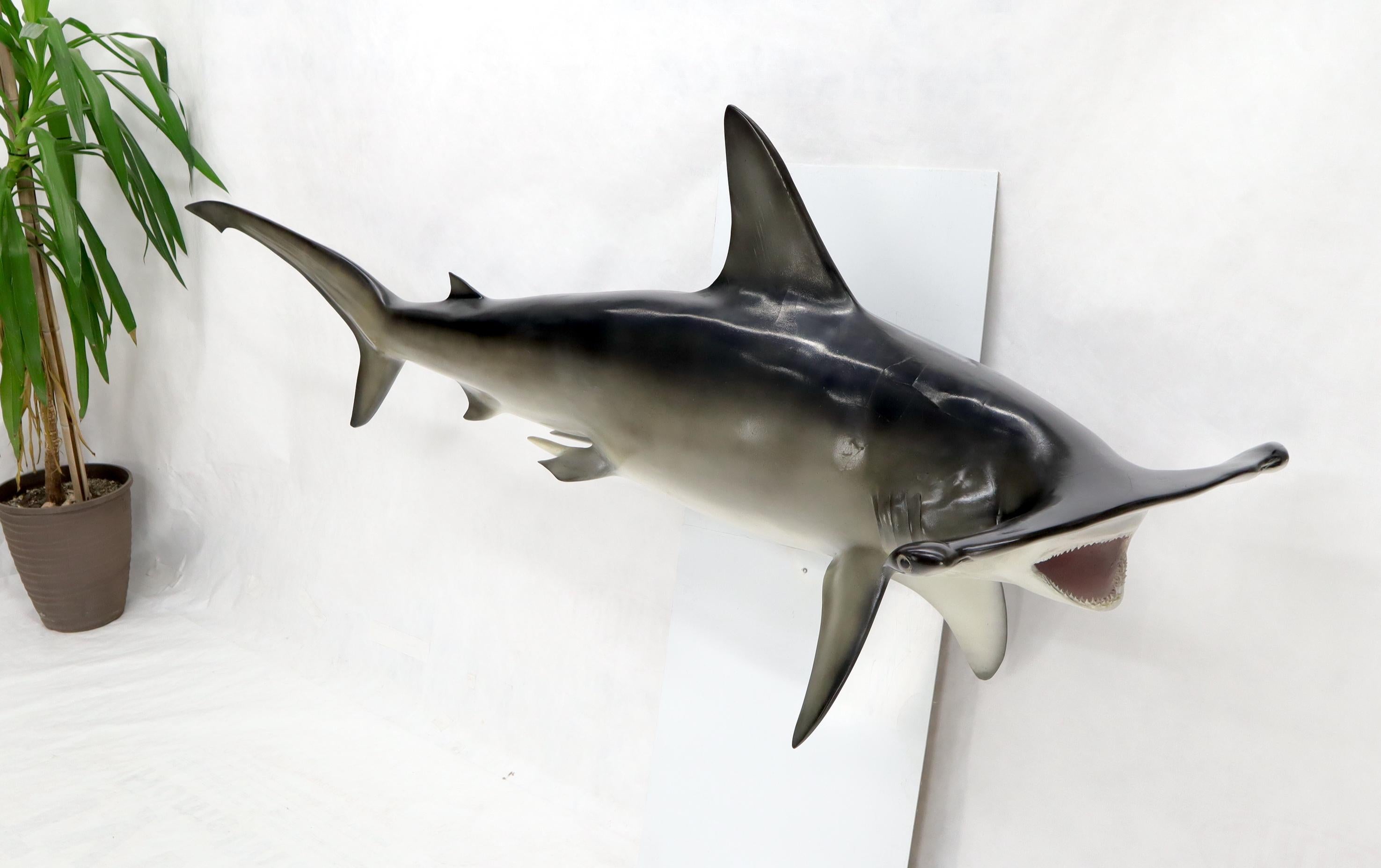 Fibre de verre Grande sculpture murale longue suspendue de poisson de requin à tête de marteau avec de vrais dents de vache en vente