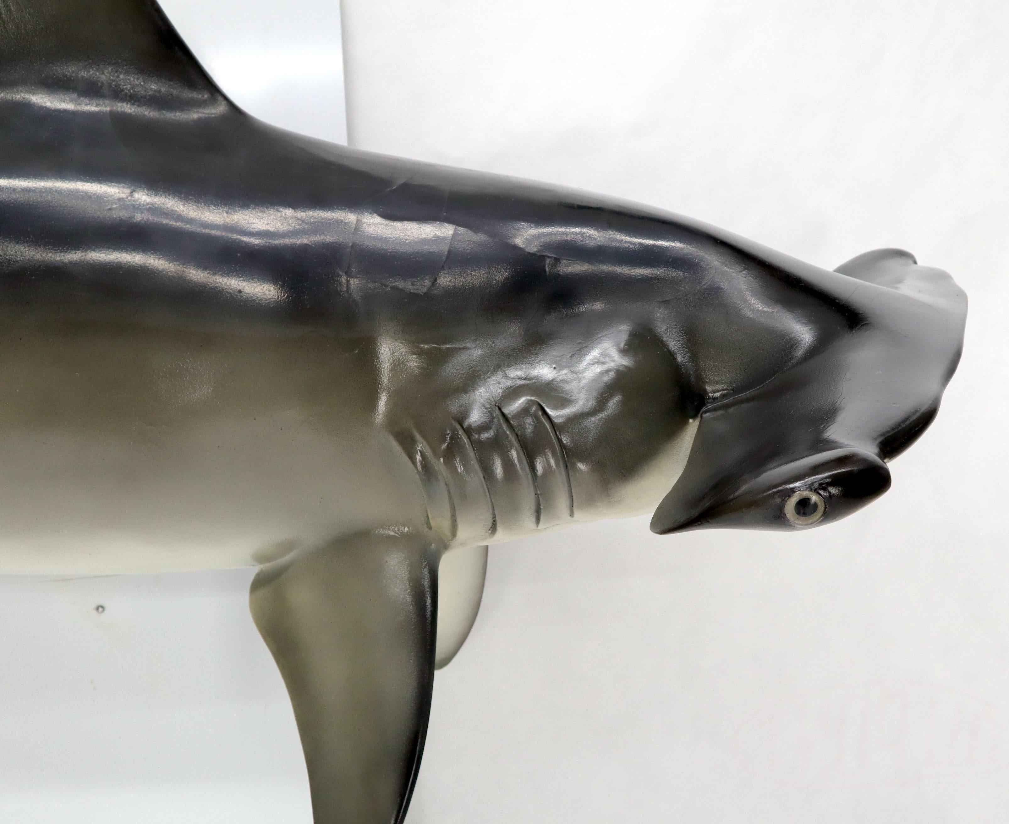 Grande sculpture murale longue suspendue de poisson de requin à tête de marteau avec de vrais dents de vache en vente 2
