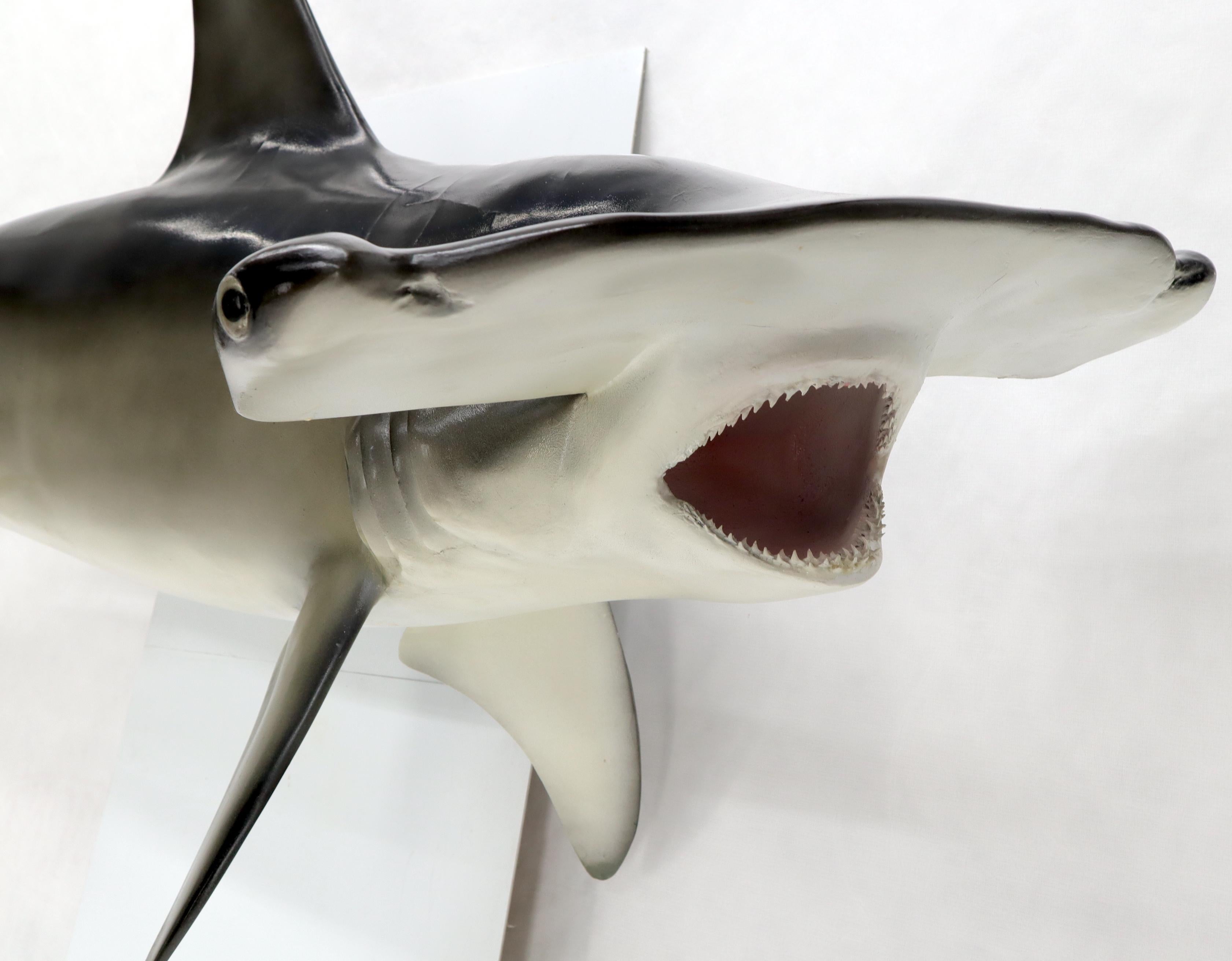 Grande sculpture murale longue suspendue de poisson de requin à tête de marteau avec de vrais dents de vache en vente 3