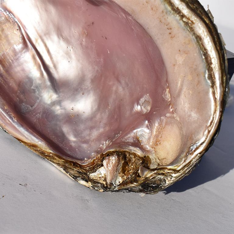 large oyster shell