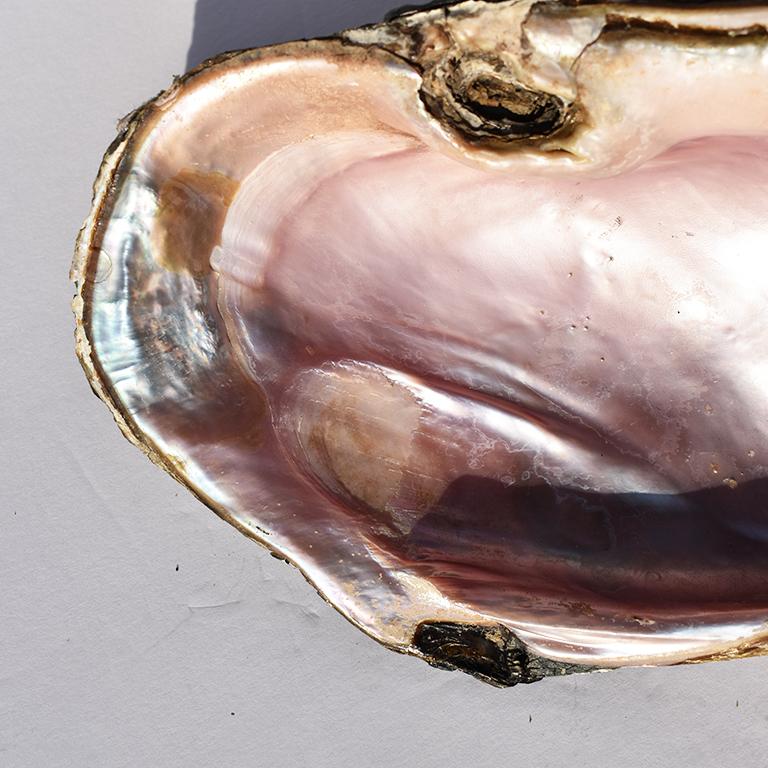pink oyster shell