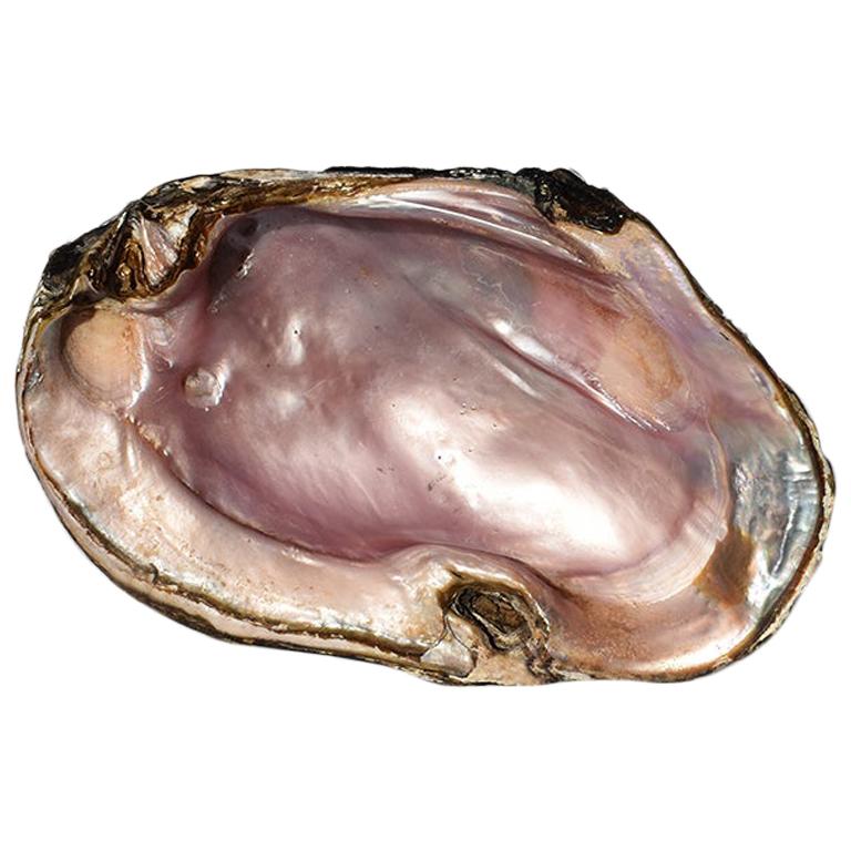 Large Abalone or Oyster Shell Catchall in Pearlescent Purple and Pink
