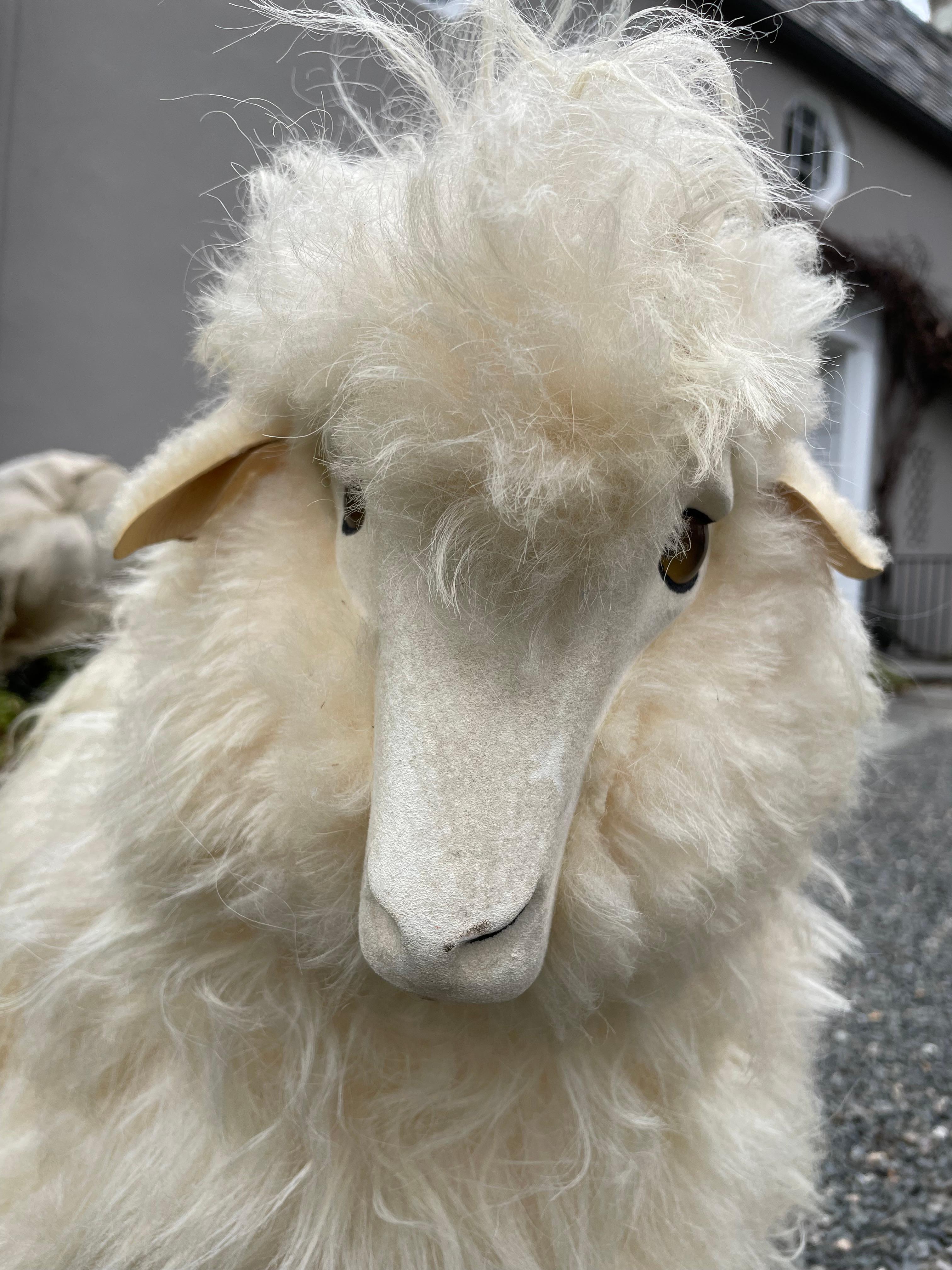sheep lalanne