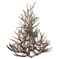 Large American Sixteen Light Mule Deer Antler Chandelier