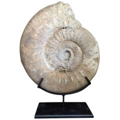 Large Ammonite
