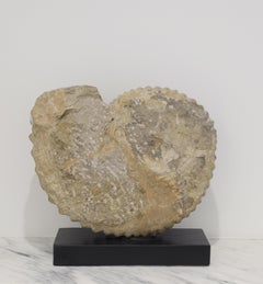 Large Ammonite Fossil