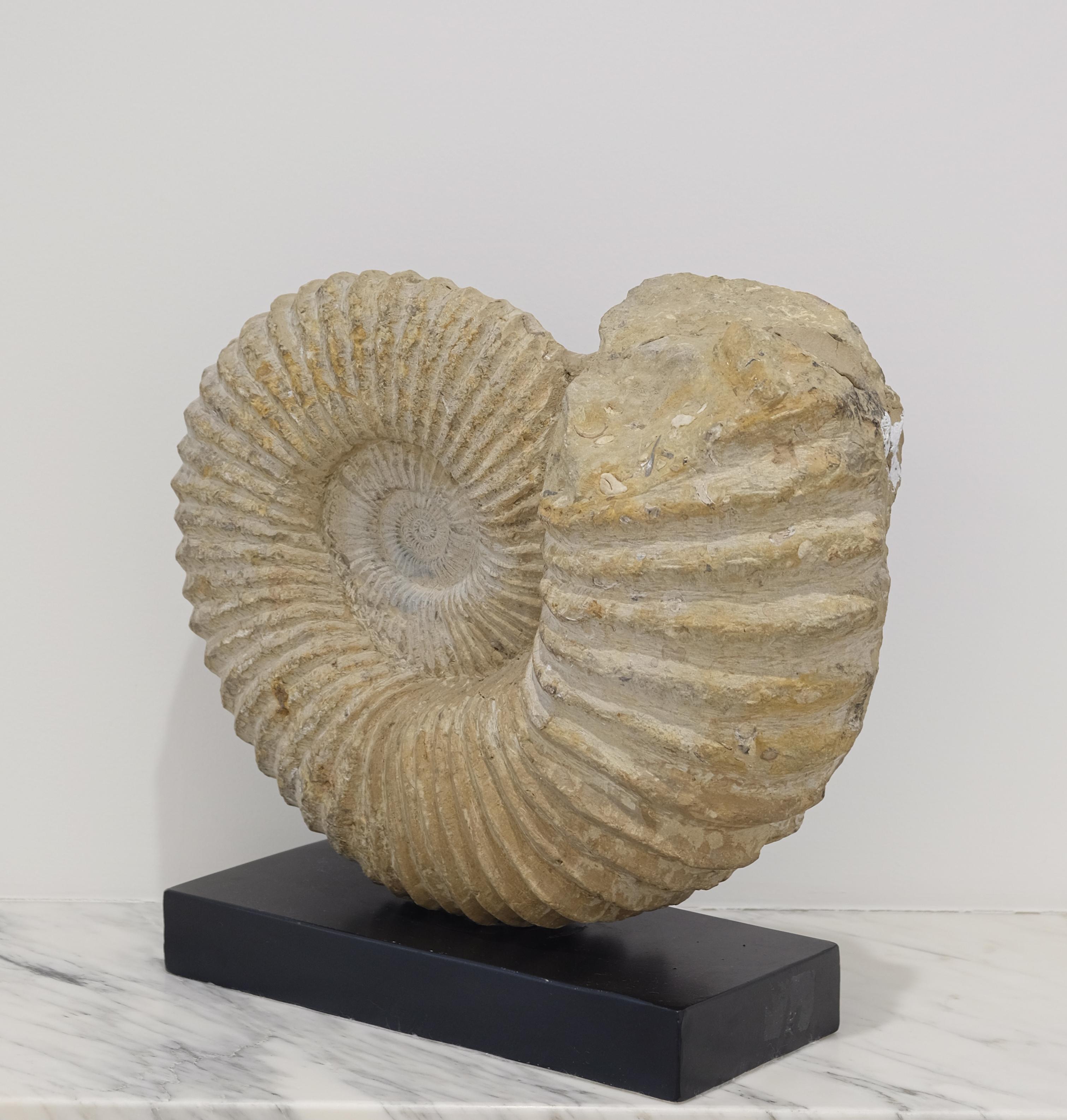 ammonite fossil large