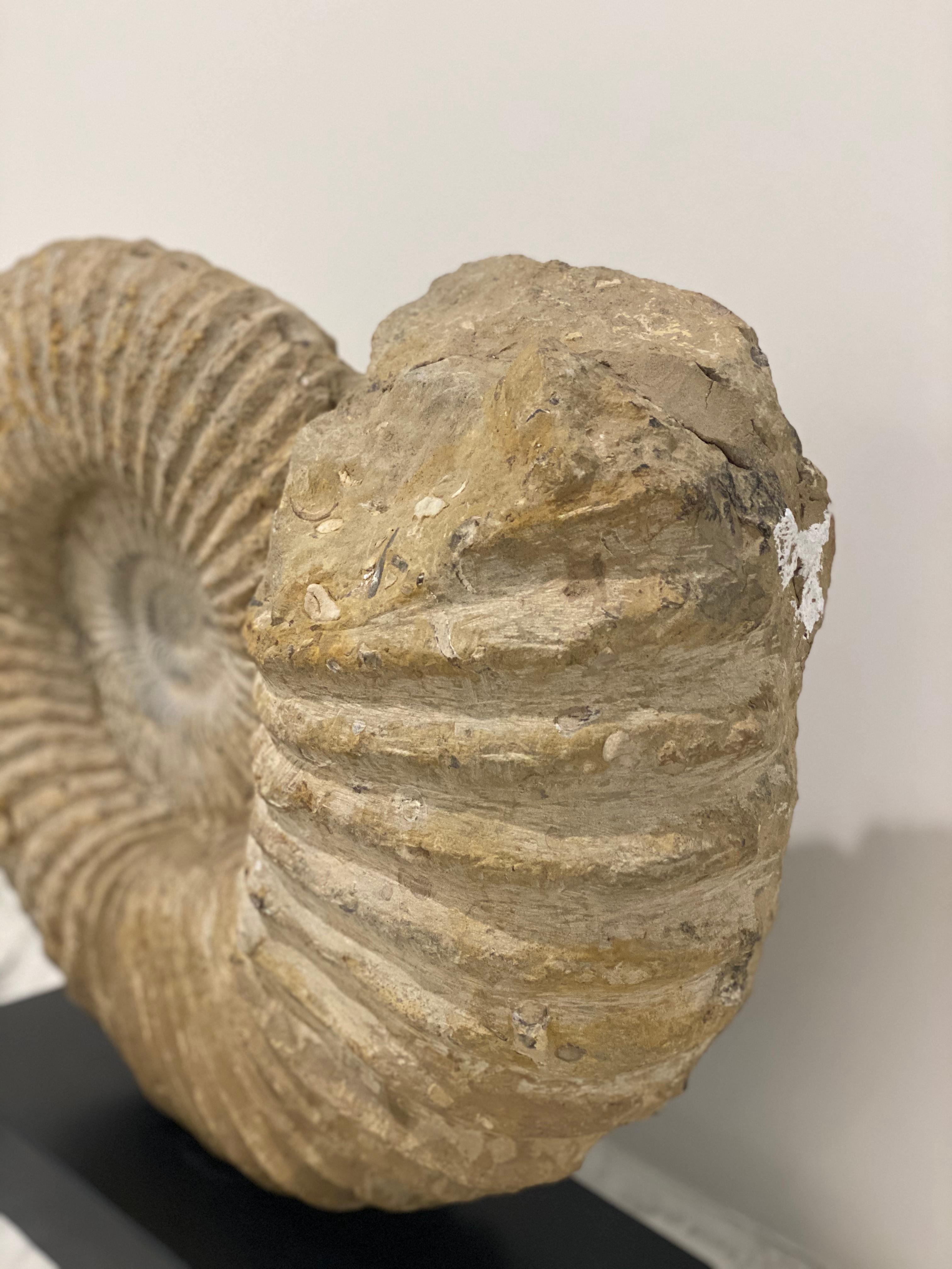 giant ammonite fossil