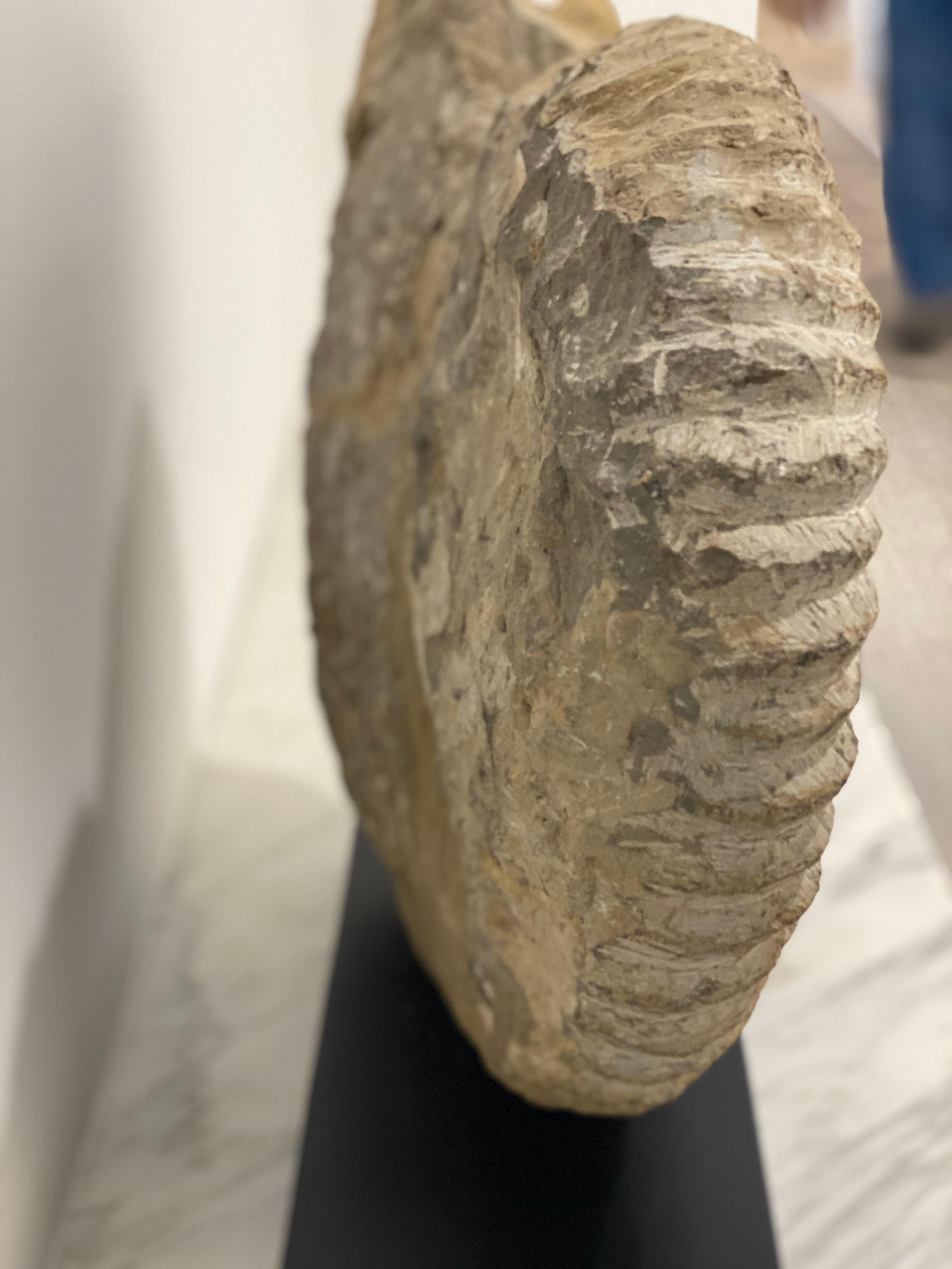 Prehistoric Large Ammonite Fossil