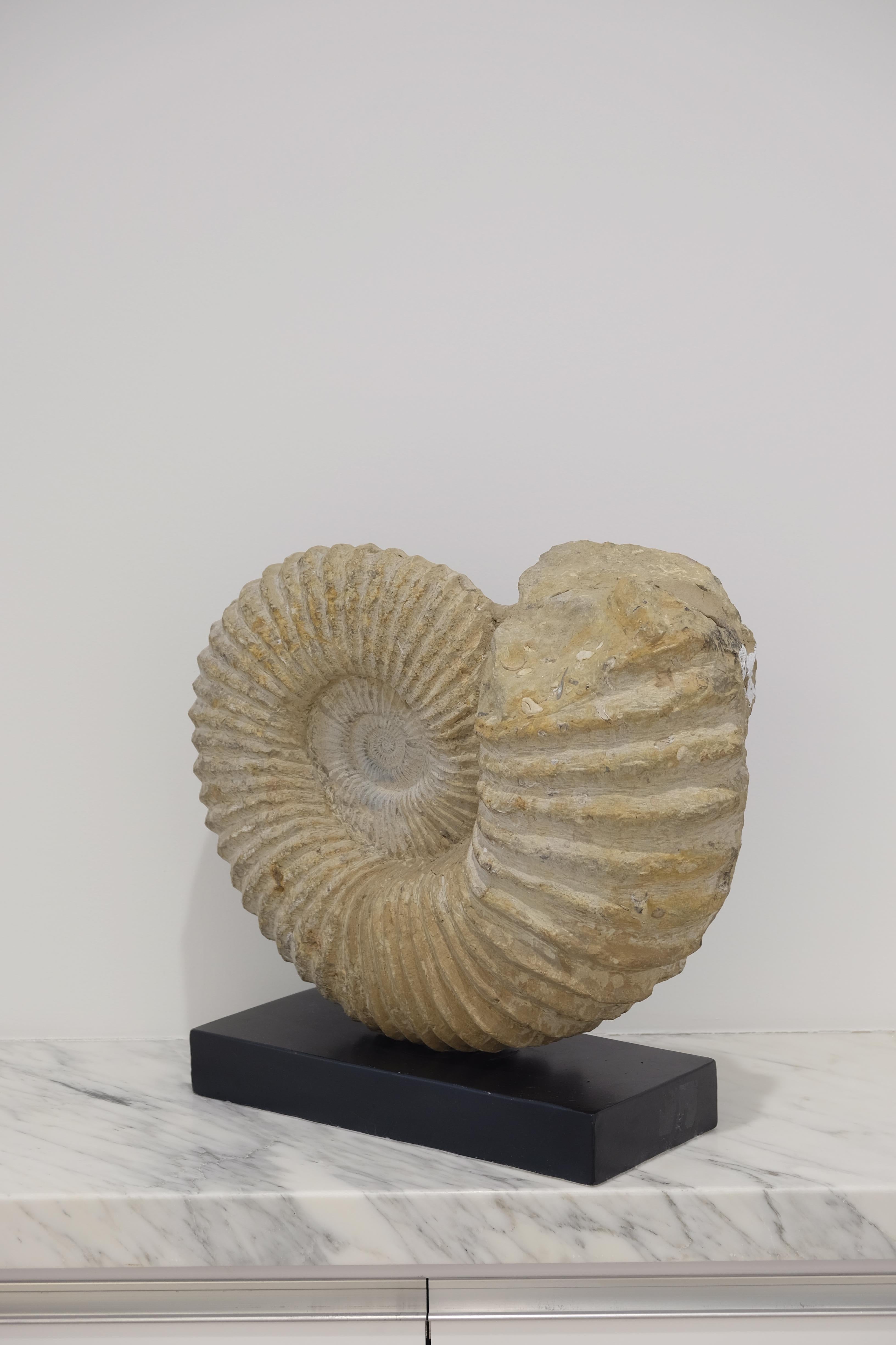 Roman Stone Finish Nautilus Shell on Base Fossil Shell on Base Replica 