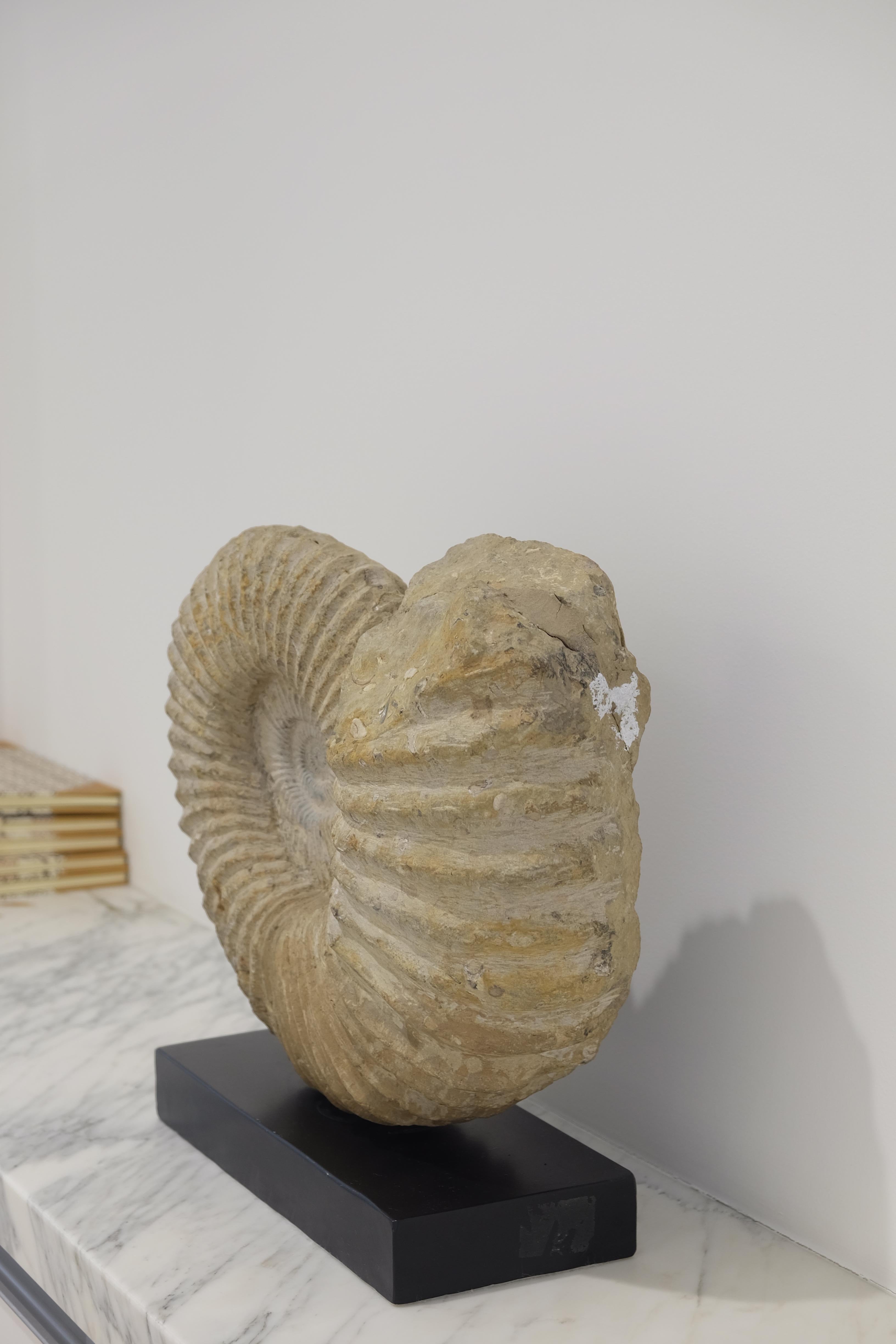 Large Ammonite Fossil In Good Condition In  Richmond, VA
