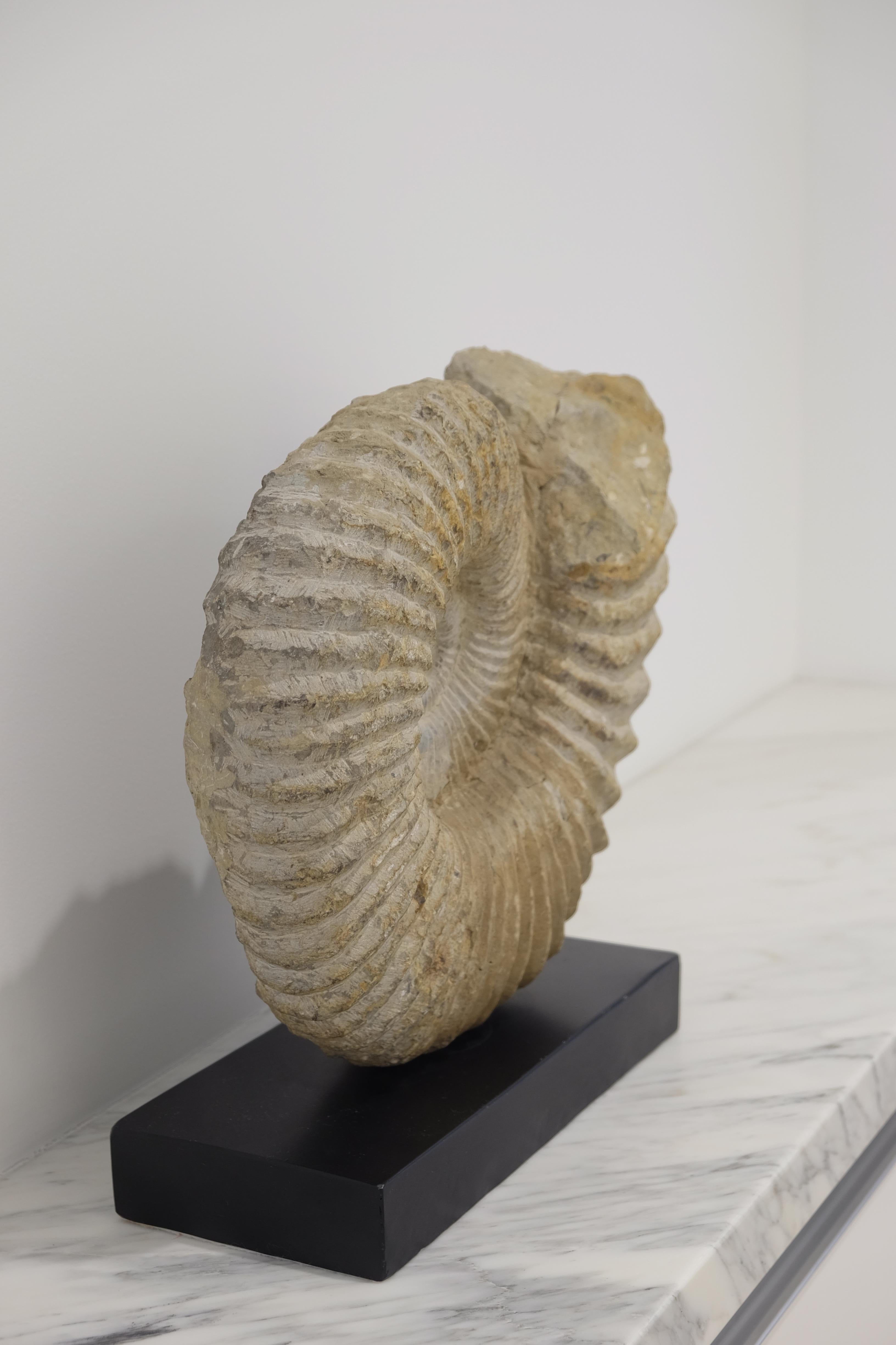 18th Century and Earlier Large Ammonite Fossil