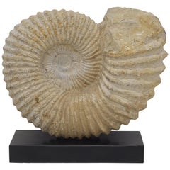 Large Ammonite Fossil