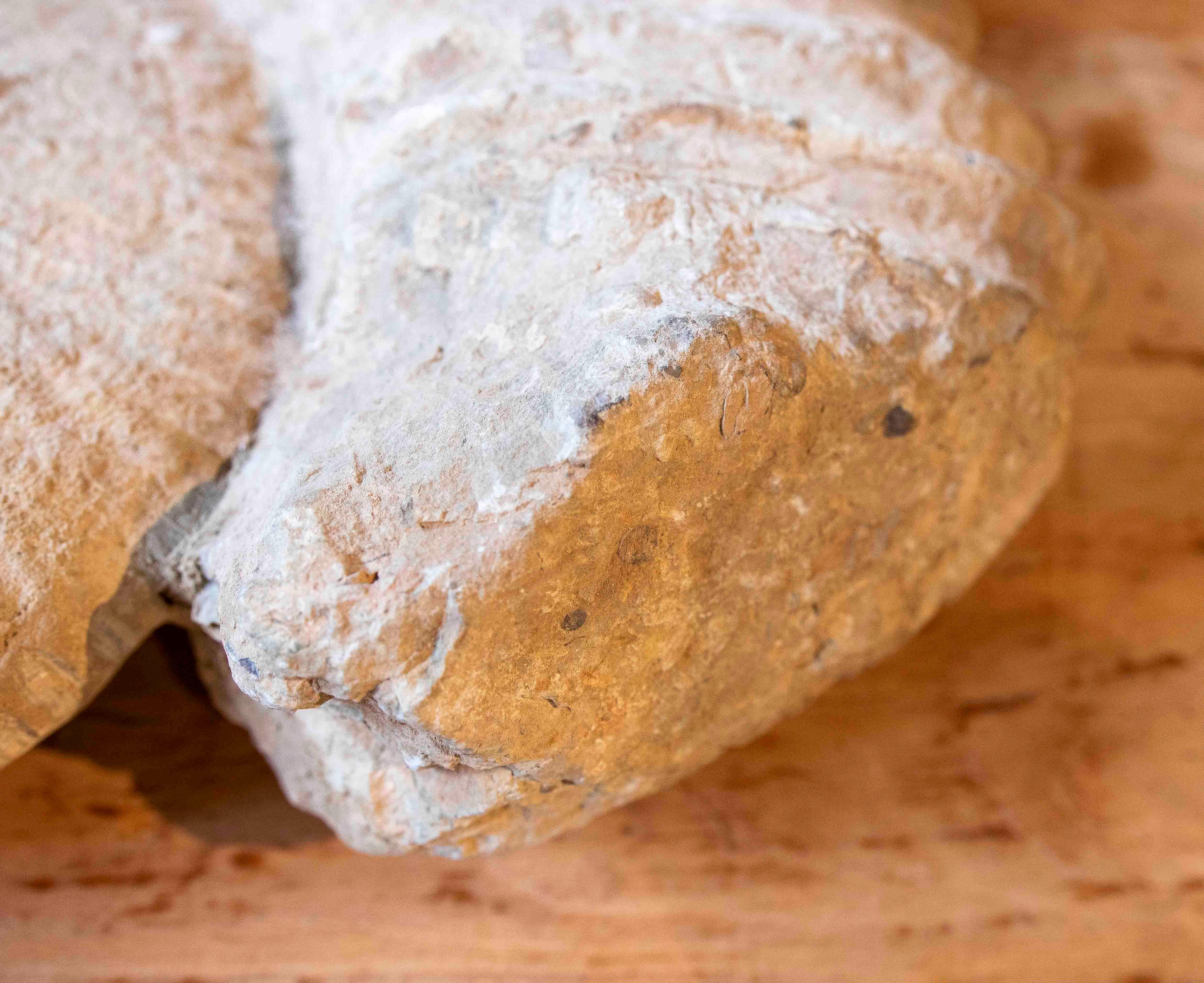 Large Ammonite Fossil in Limestone For Sale 5