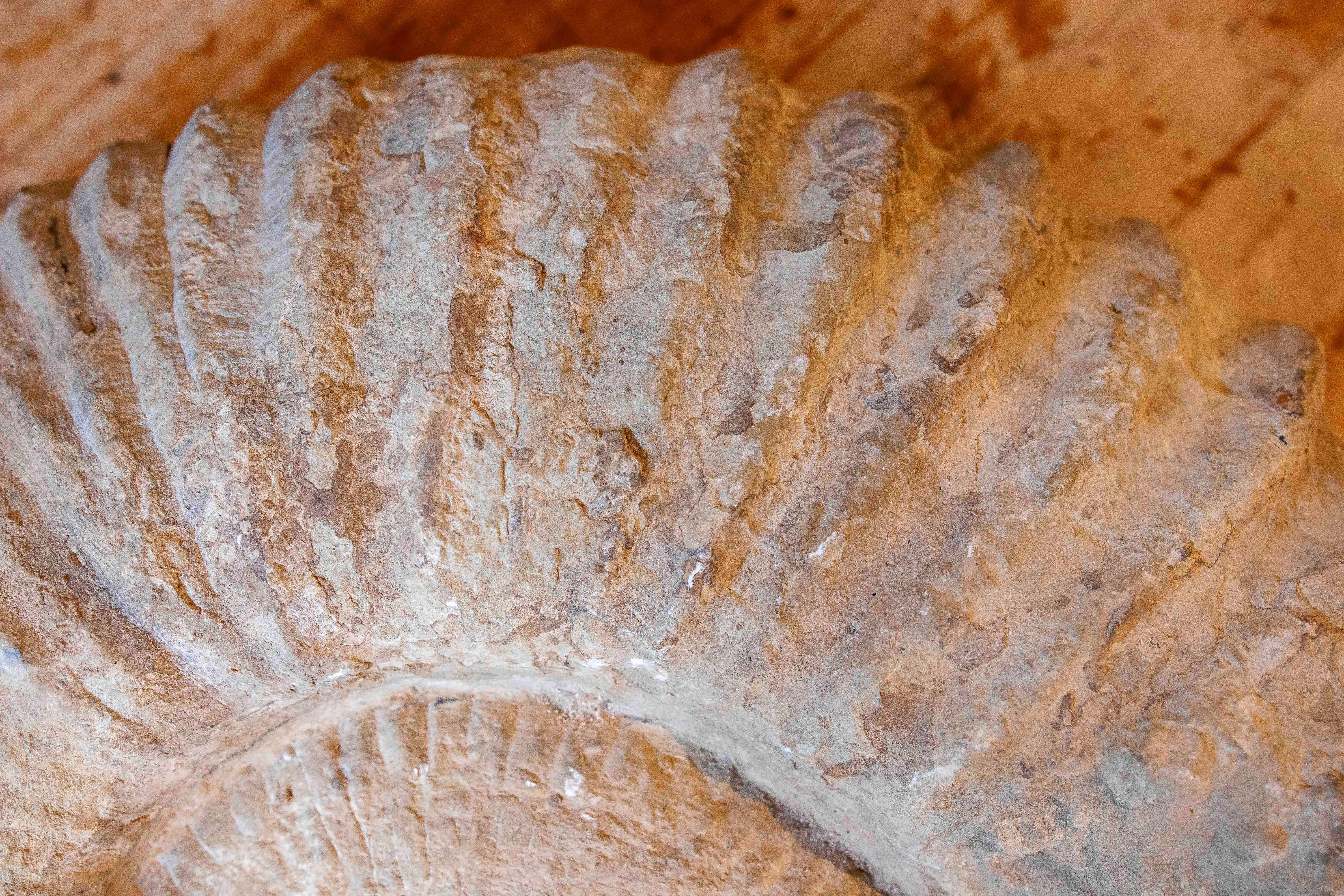 Large Ammonite Fossil in Limestone For Sale 6