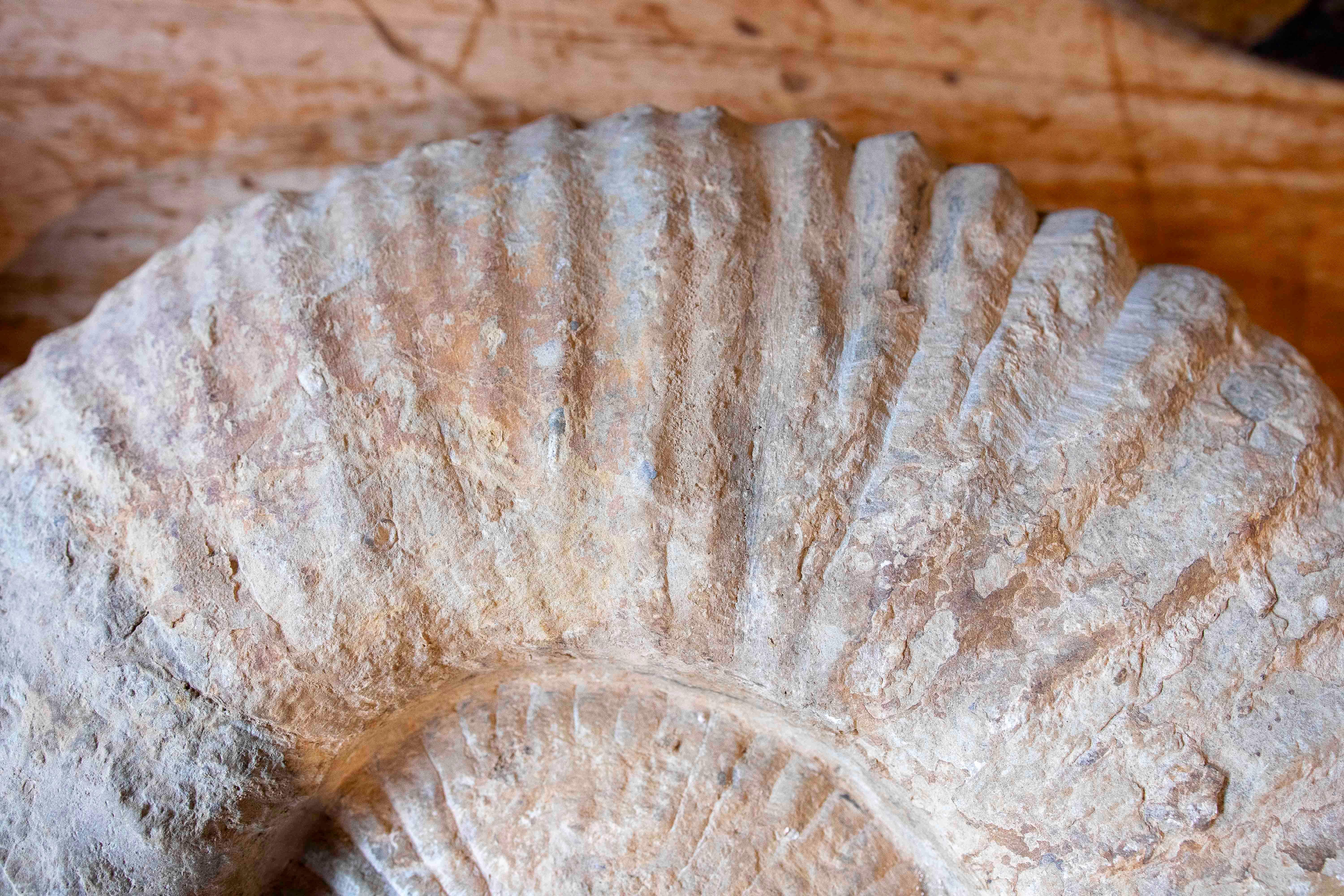 Large Ammonite Fossil in Limestone For Sale 7