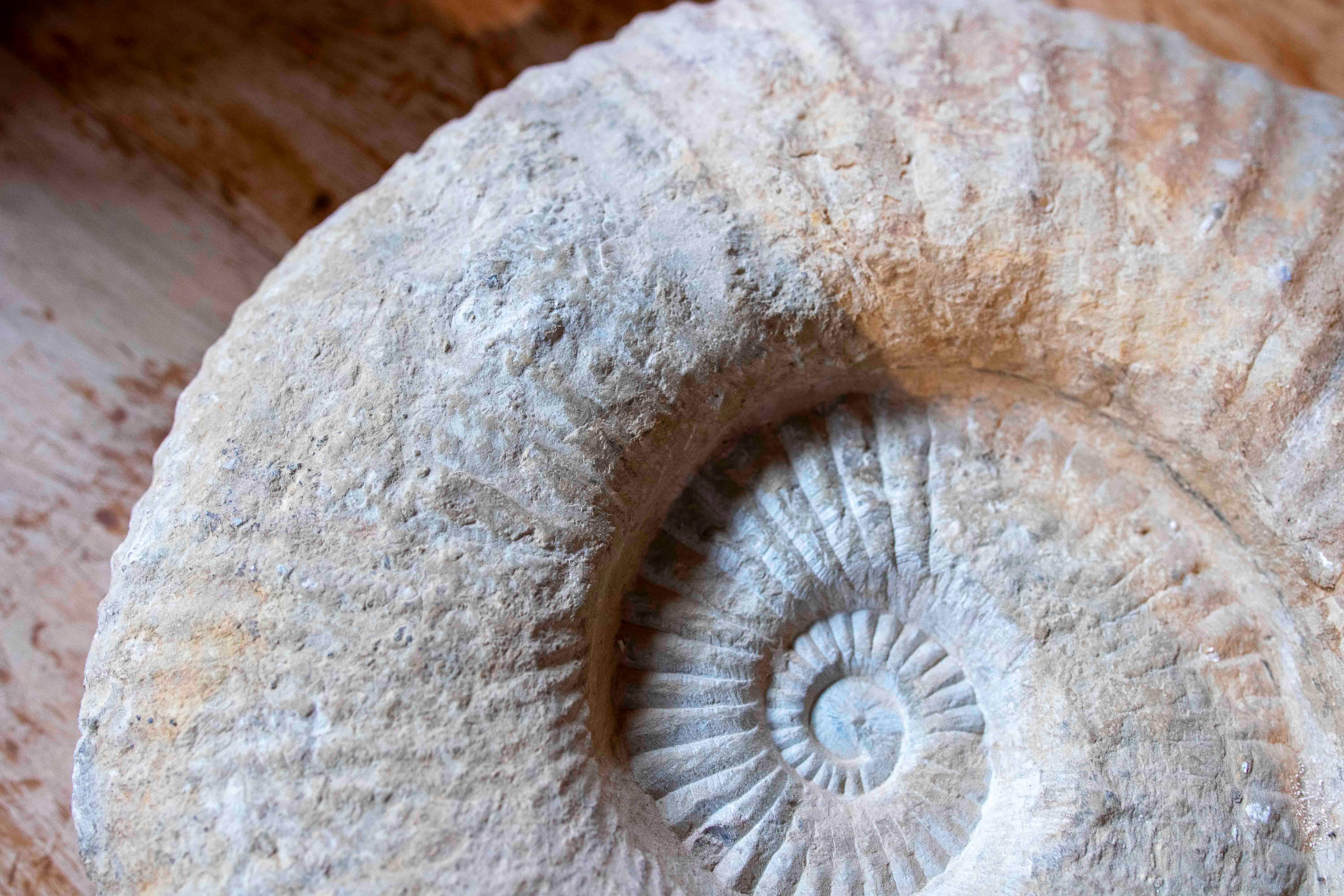 Large Ammonite Fossil in Limestone For Sale 8
