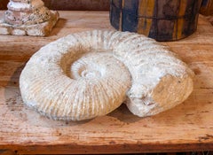 Large Ammonite Fossil in Limestone