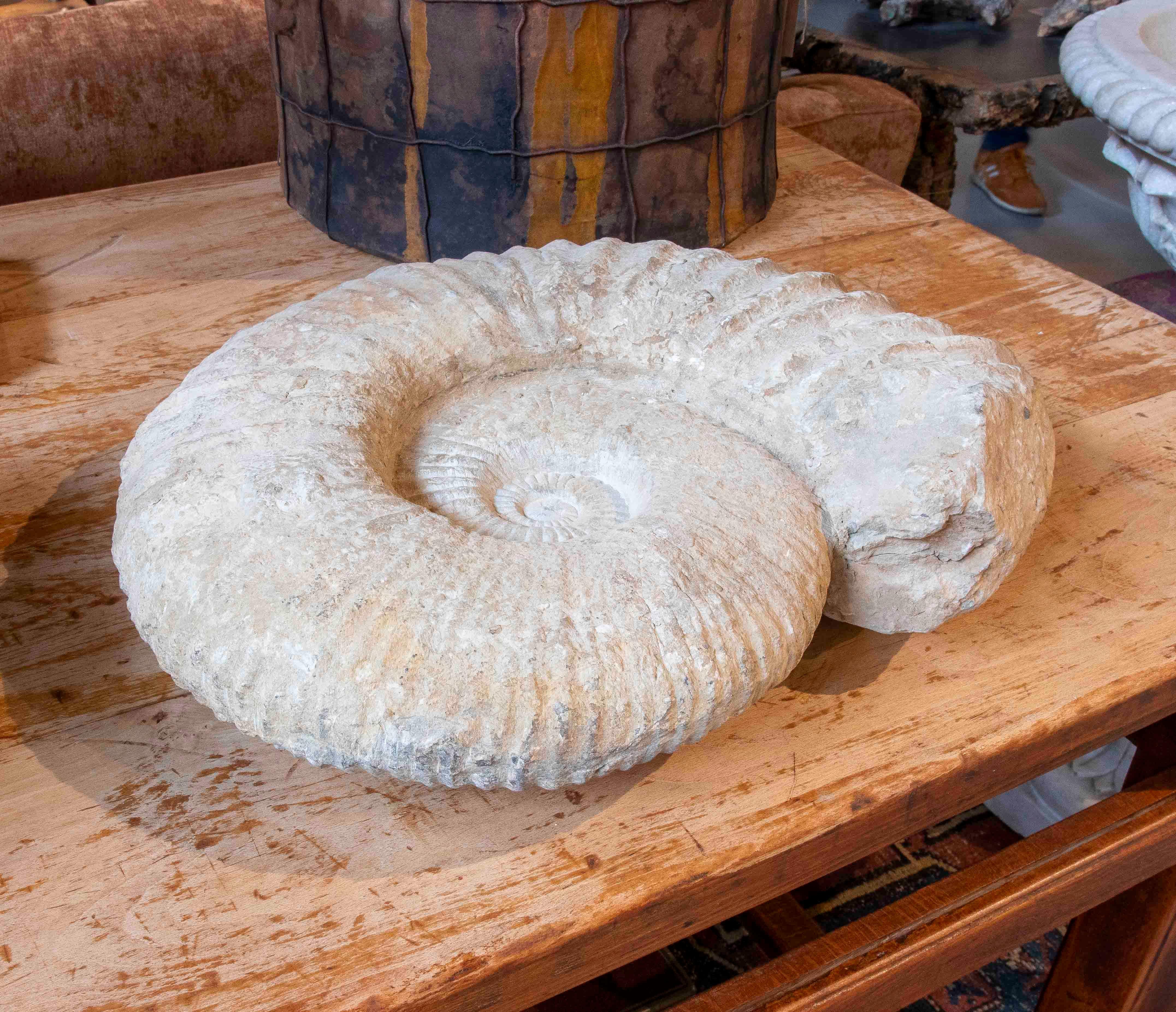 Large Ammonite Fossil in Limestone In Good Condition For Sale In Marbella, ES