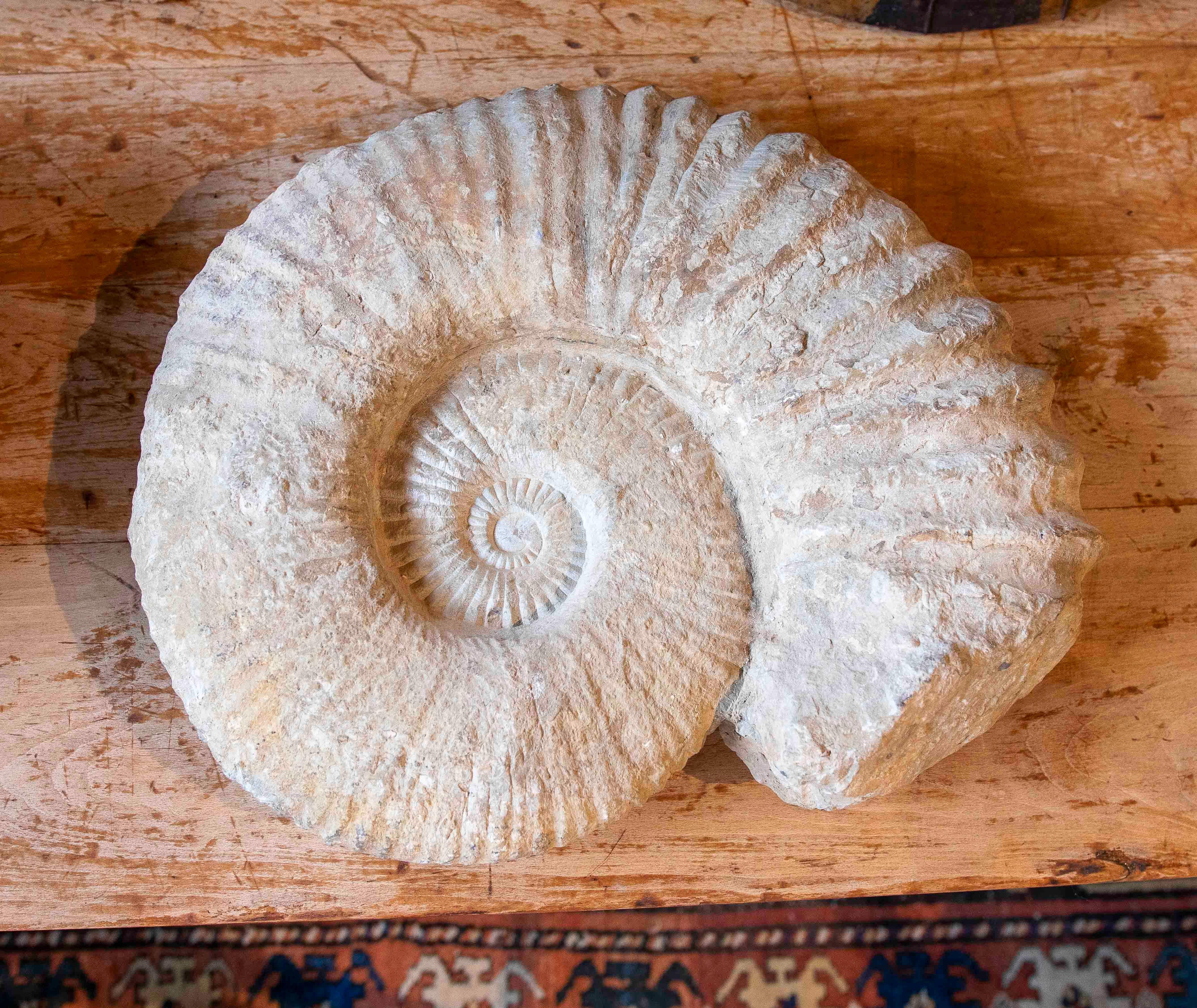 Stone Large Ammonite Fossil in Limestone For Sale