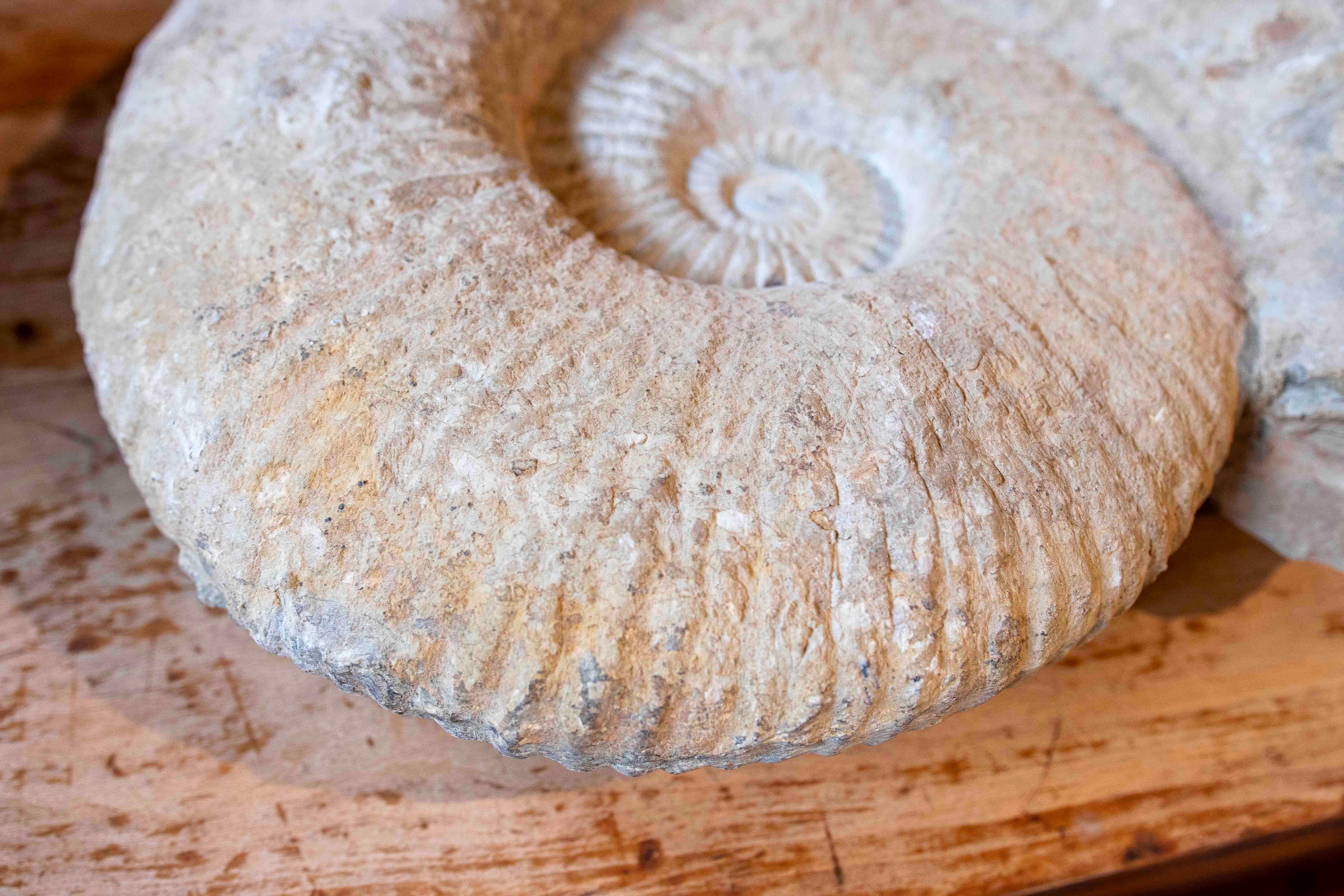 Large Ammonite Fossil in Limestone For Sale 1