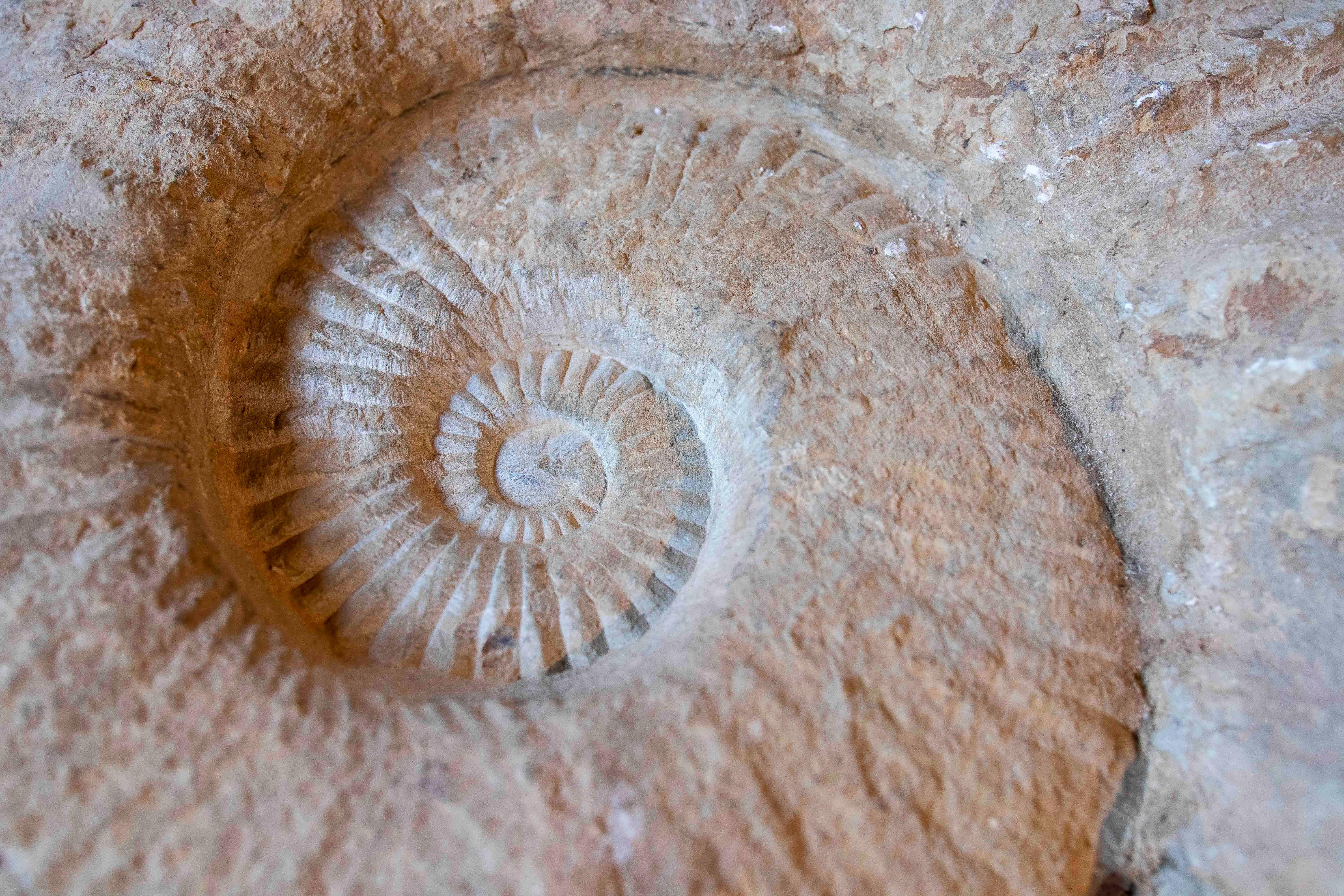 Large Ammonite Fossil in Limestone For Sale 2