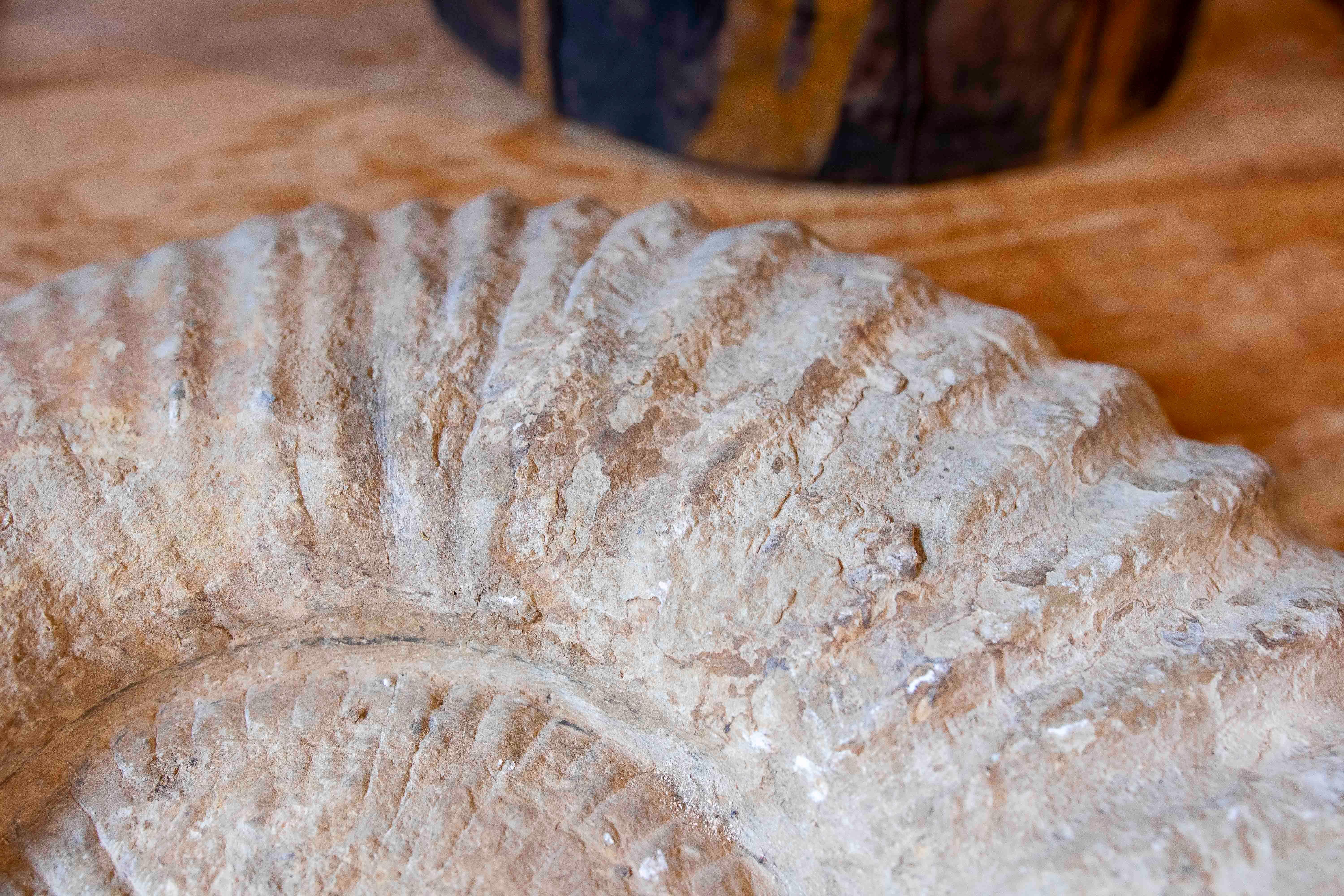 Large Ammonite Fossil in Limestone For Sale 3