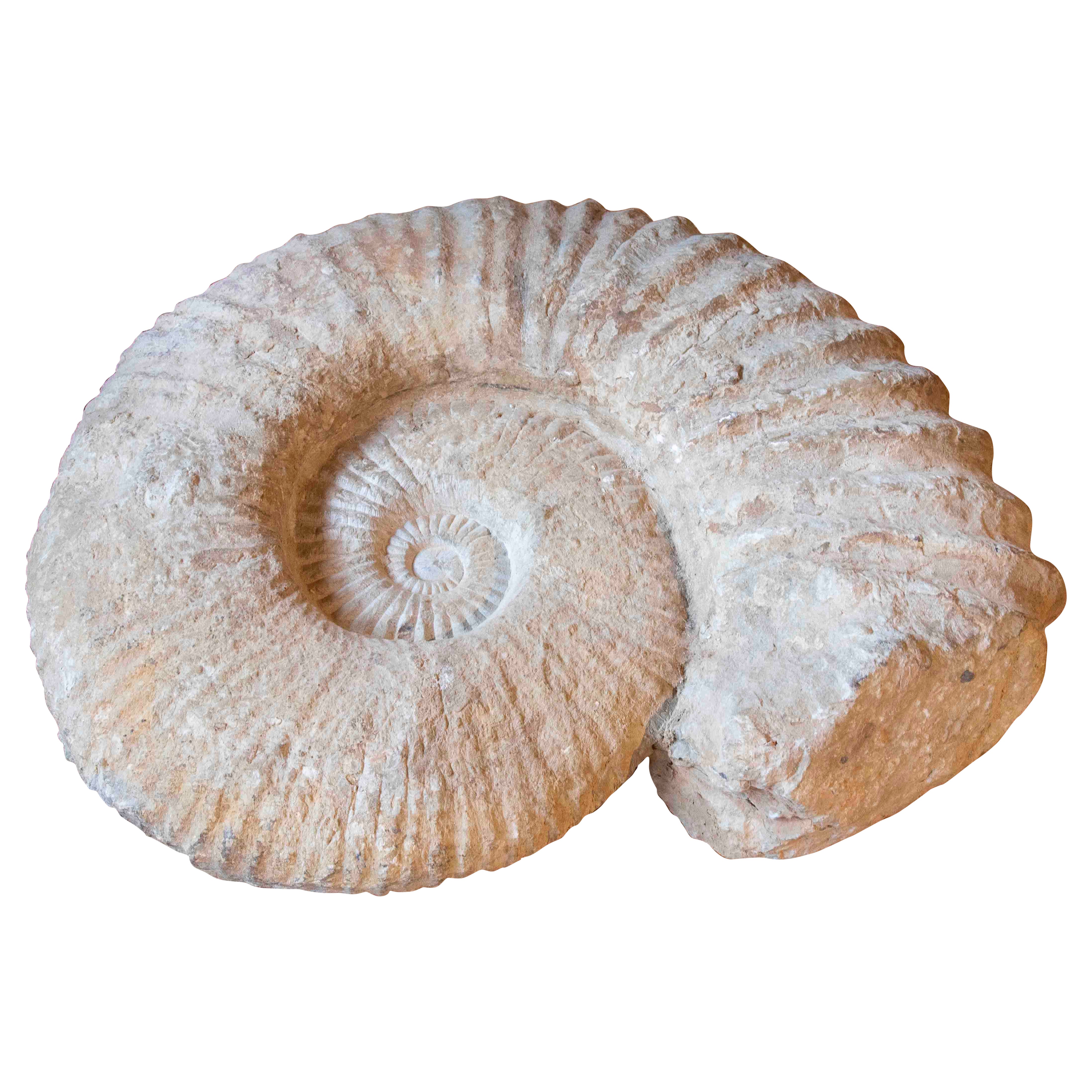 Large Ammonite Fossil in Limestone For Sale