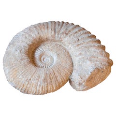 Antique Large Ammonite Fossil in Limestone