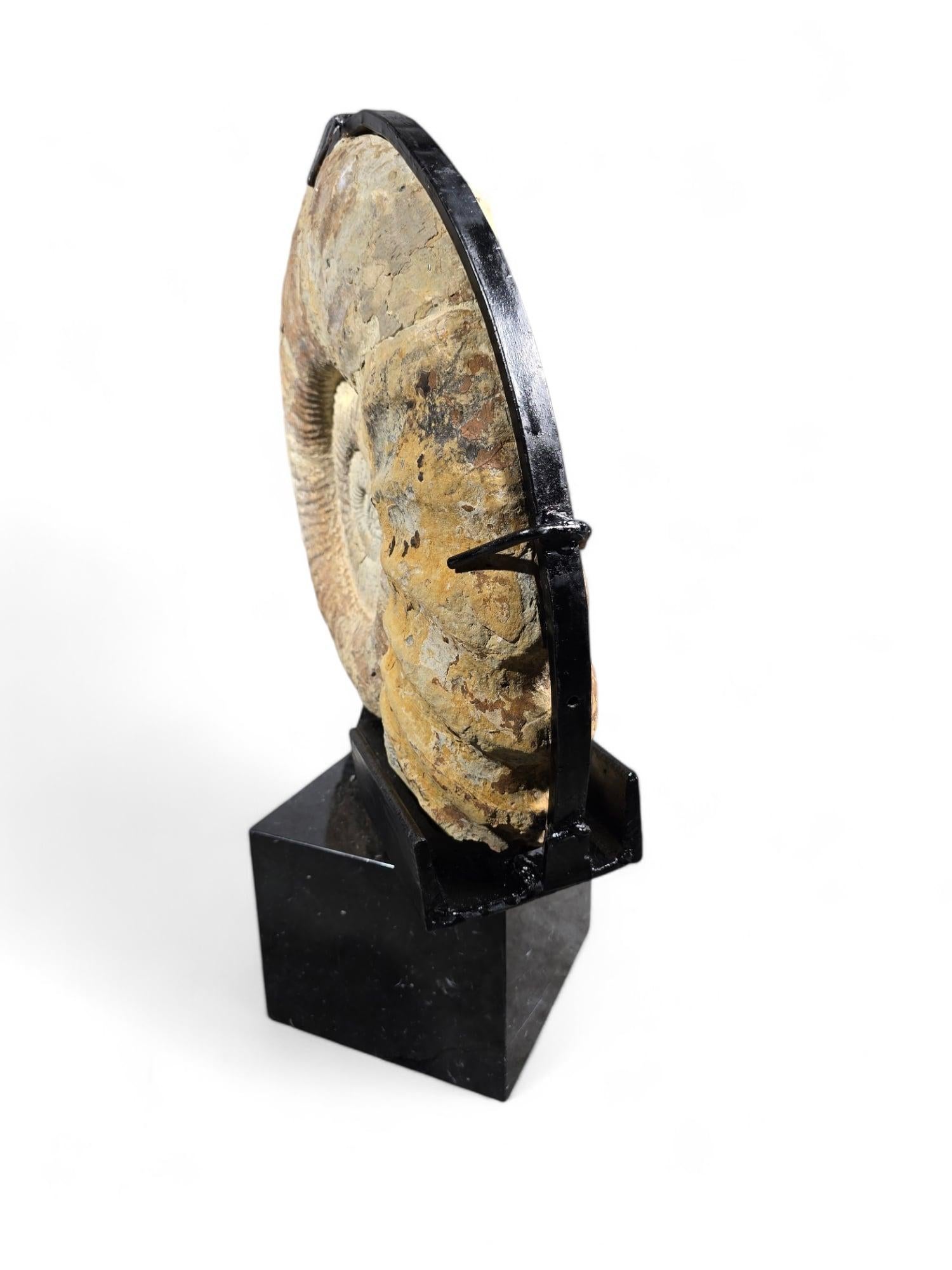 Large Ammonite Fossil - Mounted on Marble Base For Sale 5