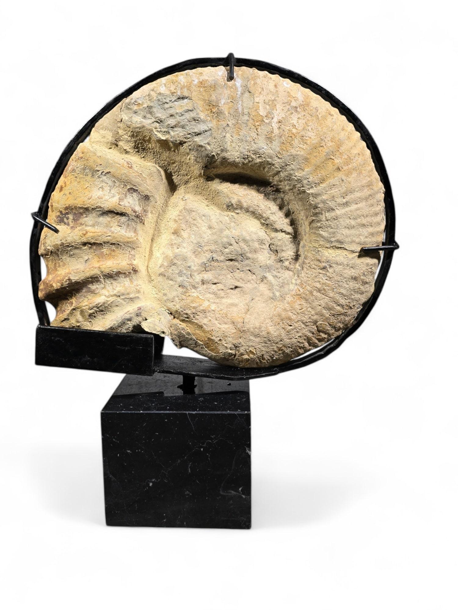 Large Ammonite Fossil - Mounted on Marble Base For Sale 6