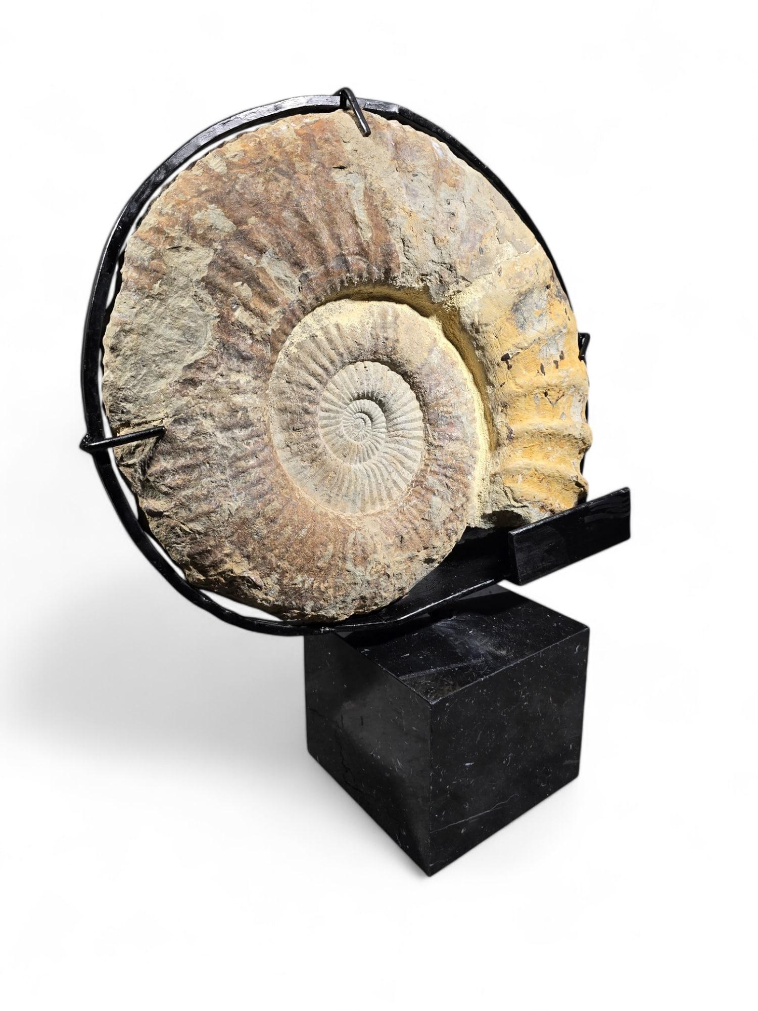 Presenting an impressive large ammonite fossil, elegantly mounted on a marble base, making it a stunning piece for both collectors and interior decorators. The fossil is securely held in place by a sturdy iron support, ensuring its stability and