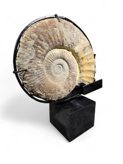 Large Ammonite Fossil - Mounted on Marble Base