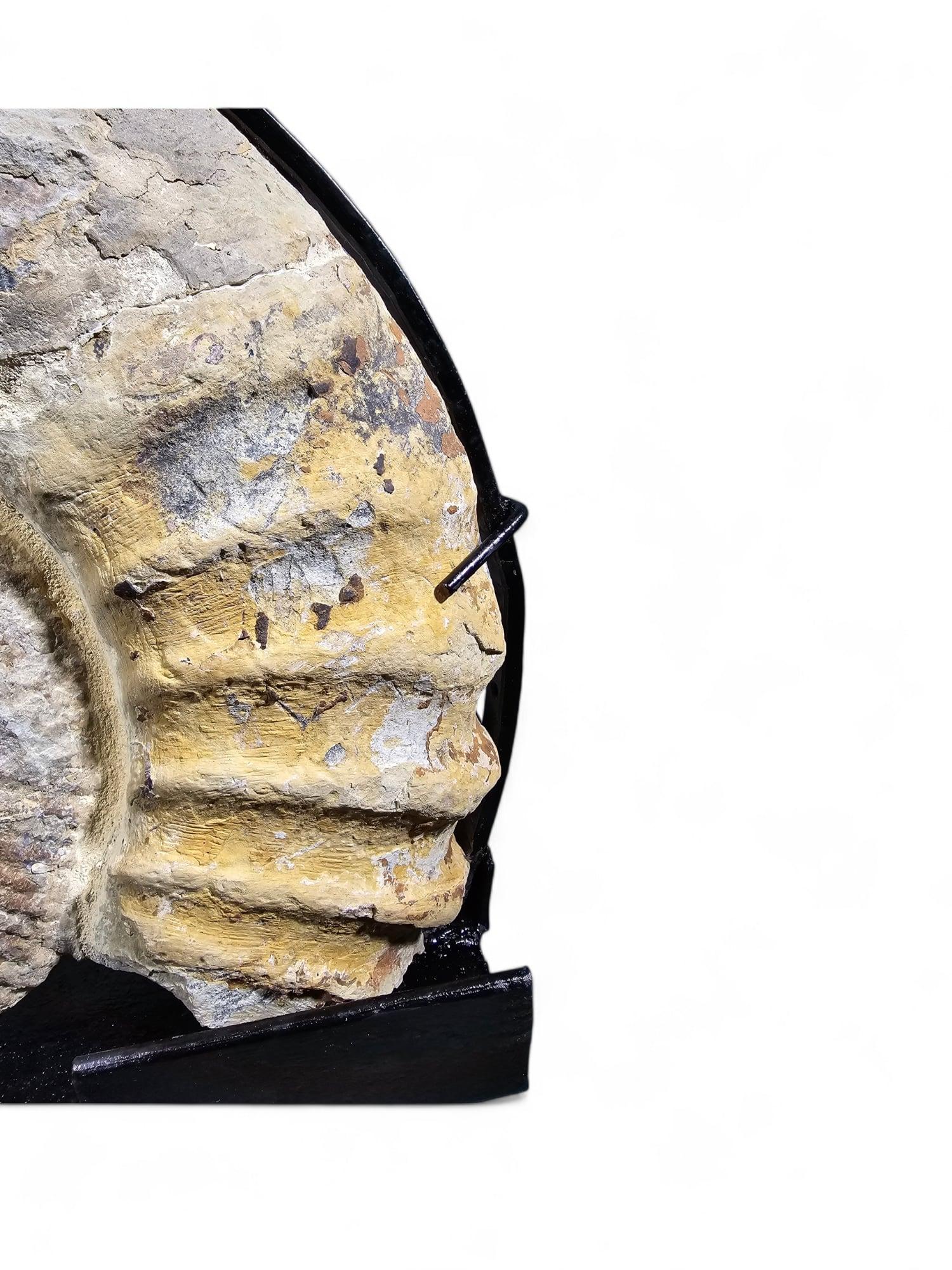 Large Ammonite Fossil - Mounted on Marble Base In Good Condition For Sale In Madrid, ES