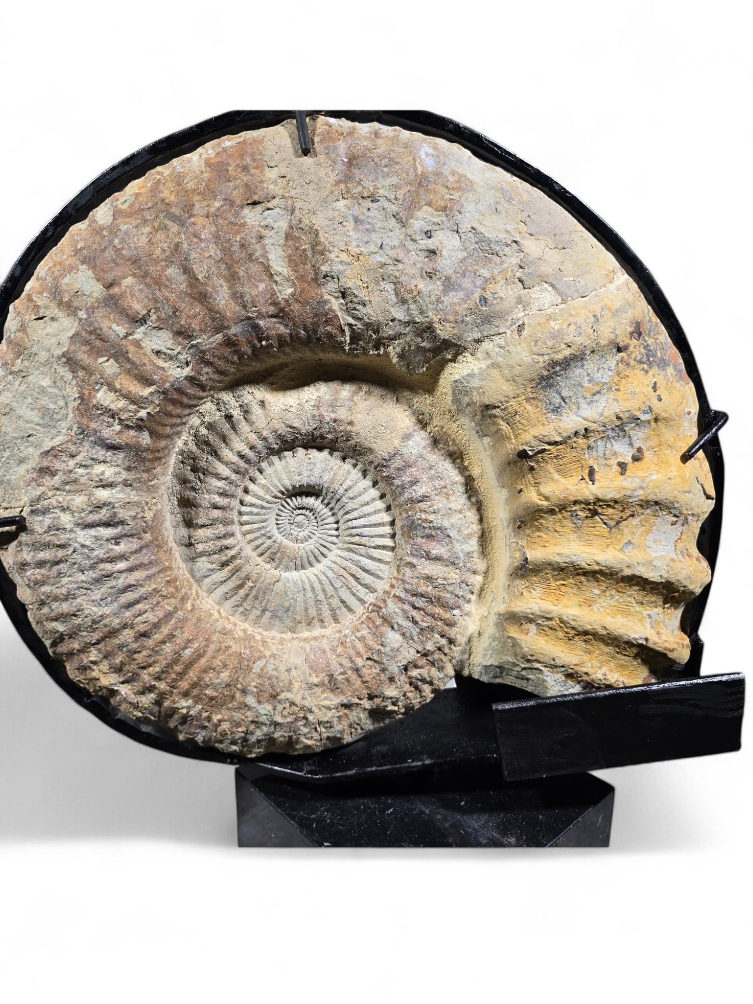 18th Century and Earlier Large Ammonite Fossil - Mounted on Marble Base For Sale