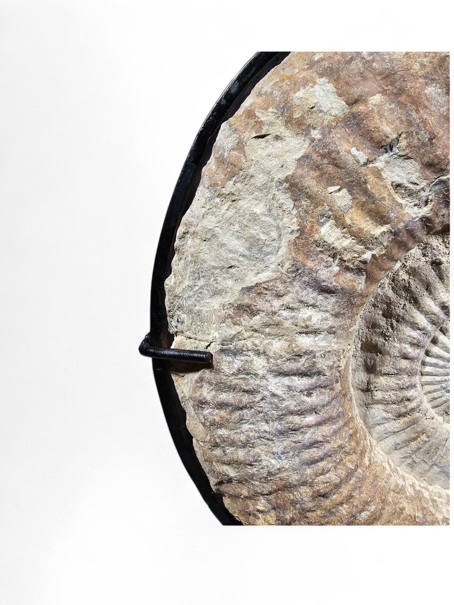 Stone Large Ammonite Fossil - Mounted on Marble Base For Sale