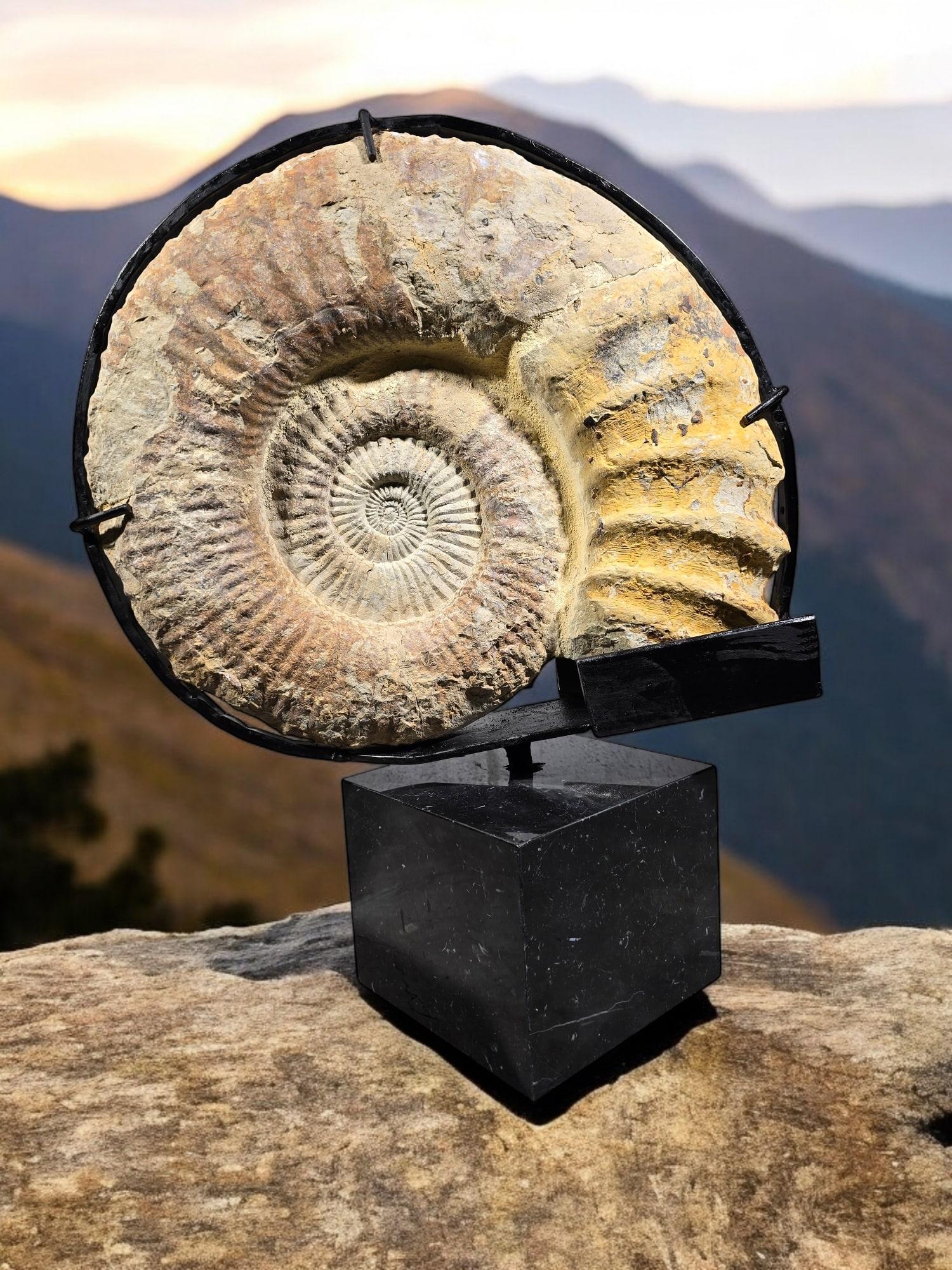 Large Ammonite Fossil - Mounted on Marble Base For Sale 1