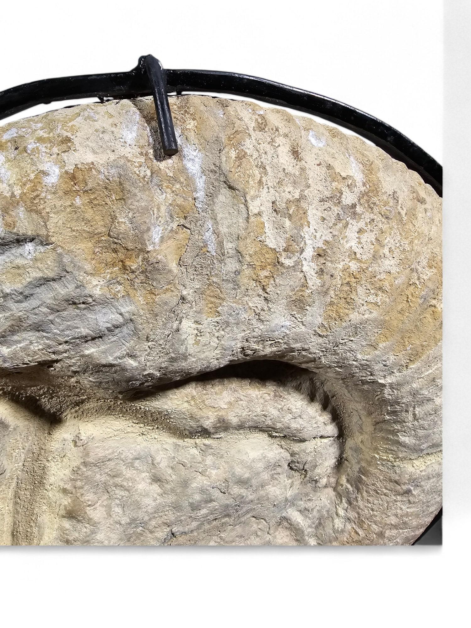 Large Ammonite Fossil - Mounted on Marble Base For Sale 4