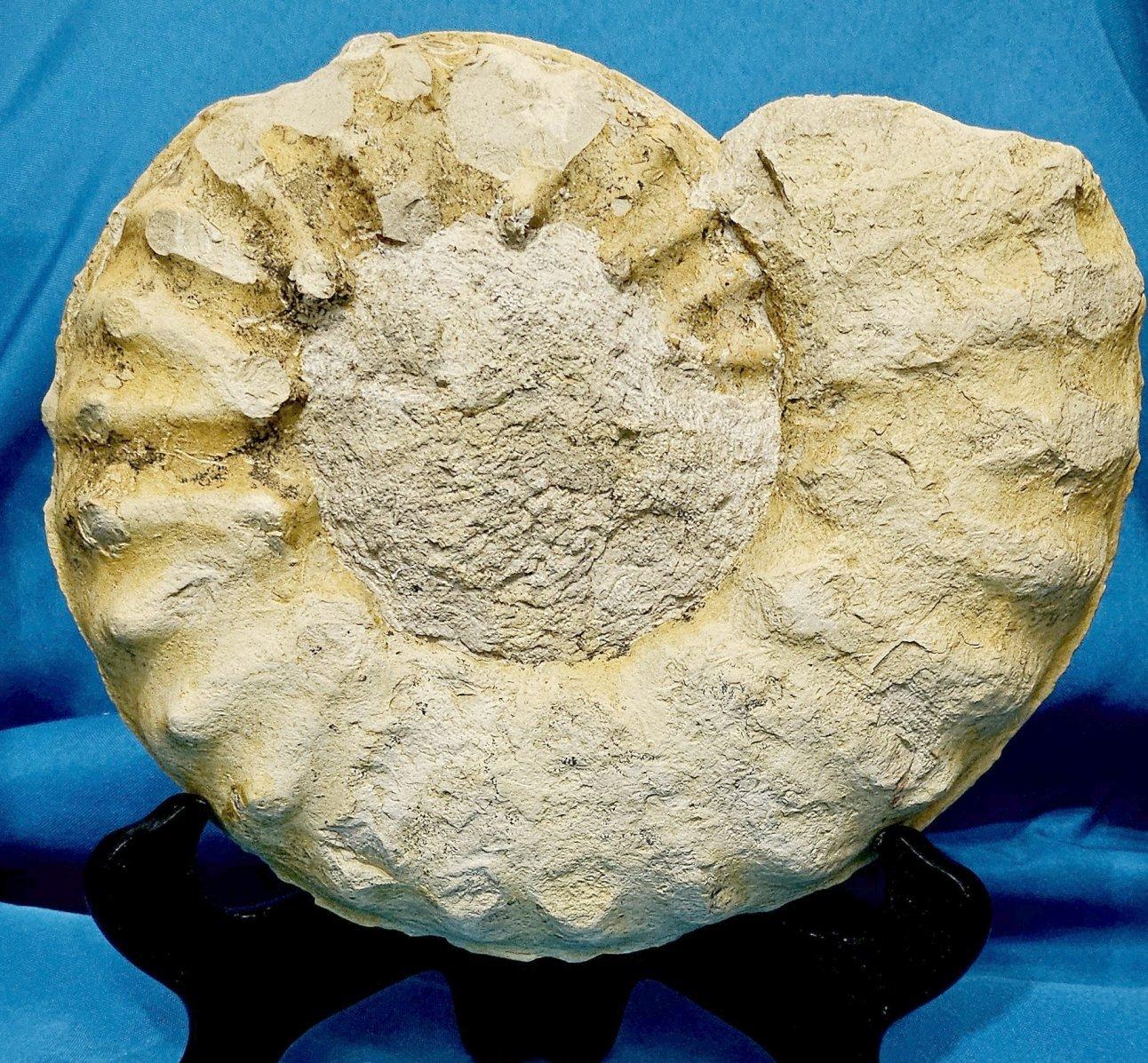 Large Ammonite Fossil Natural Specimen, Mortoniceras Drakeoceras Maximum For Sale 2