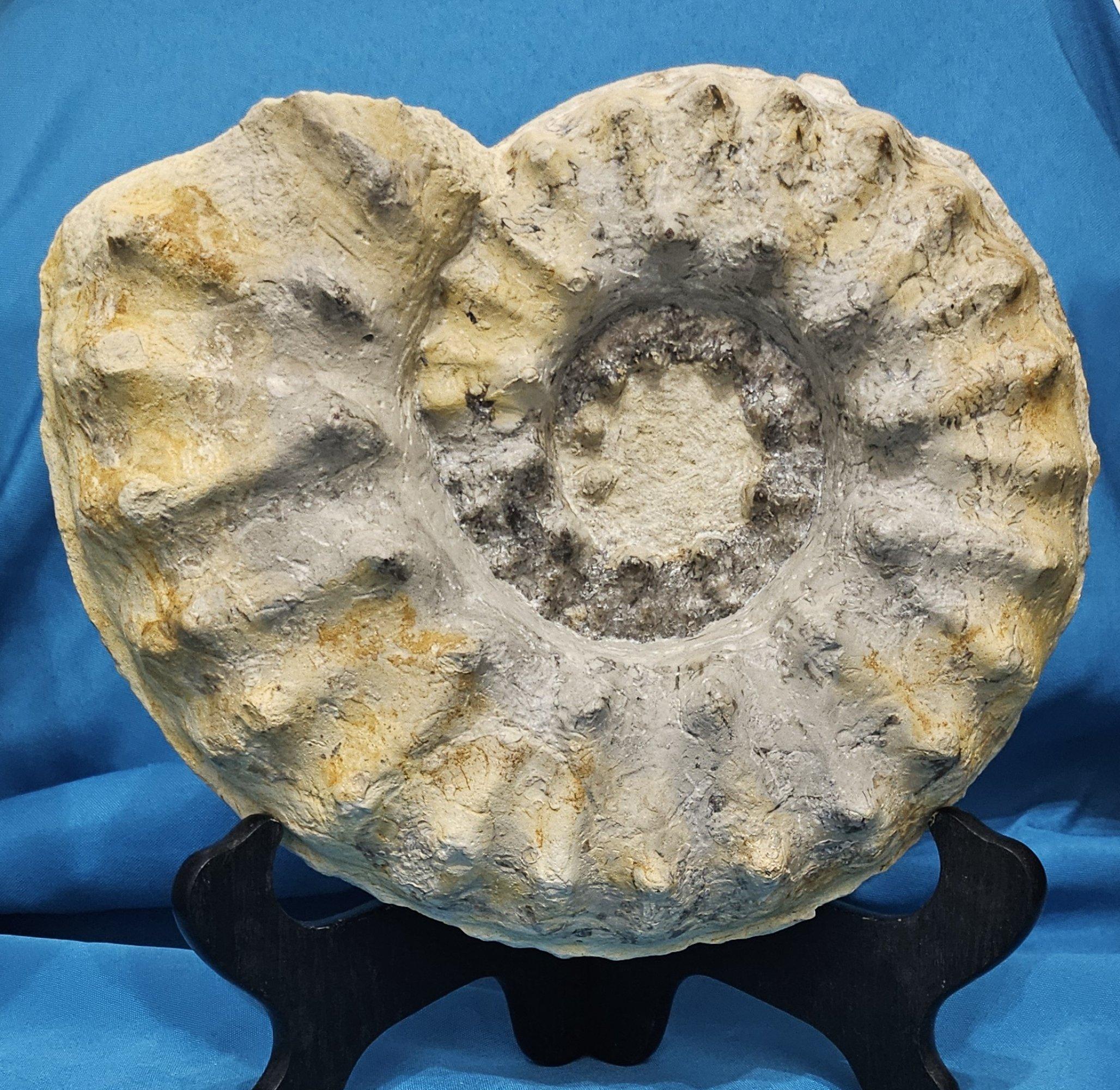 Large Ammonite Fossil Natural Specimen, Mortoniceras Drakeoceras Maximum For Sale 3