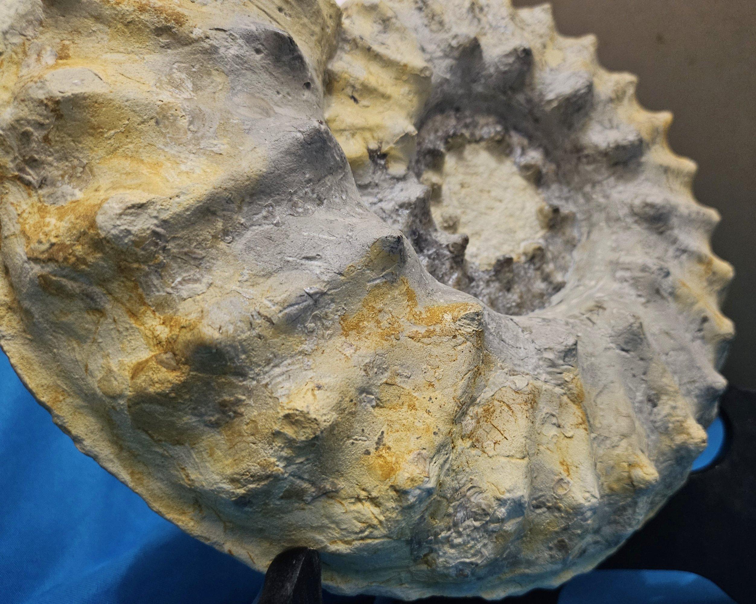 Large Ammonite Fossil Natural Specimen, Mortoniceras Drakeoceras Maximum. About 110 million years old. 
At nearly eleven inches, this is a substantial and beautiful fossil ammonite. It has nice nodes and ribs, and you can even see some of the