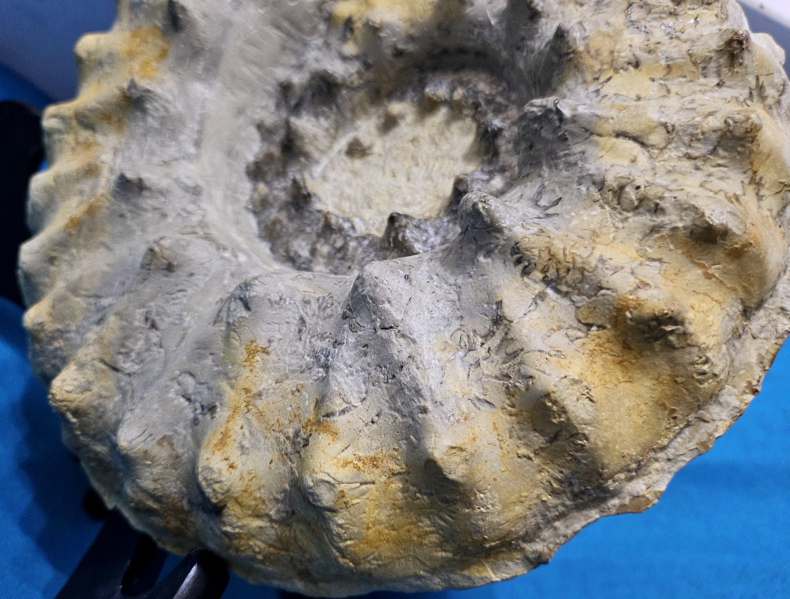 American Large Ammonite Fossil Natural Specimen, Mortoniceras Drakeoceras Maximum For Sale